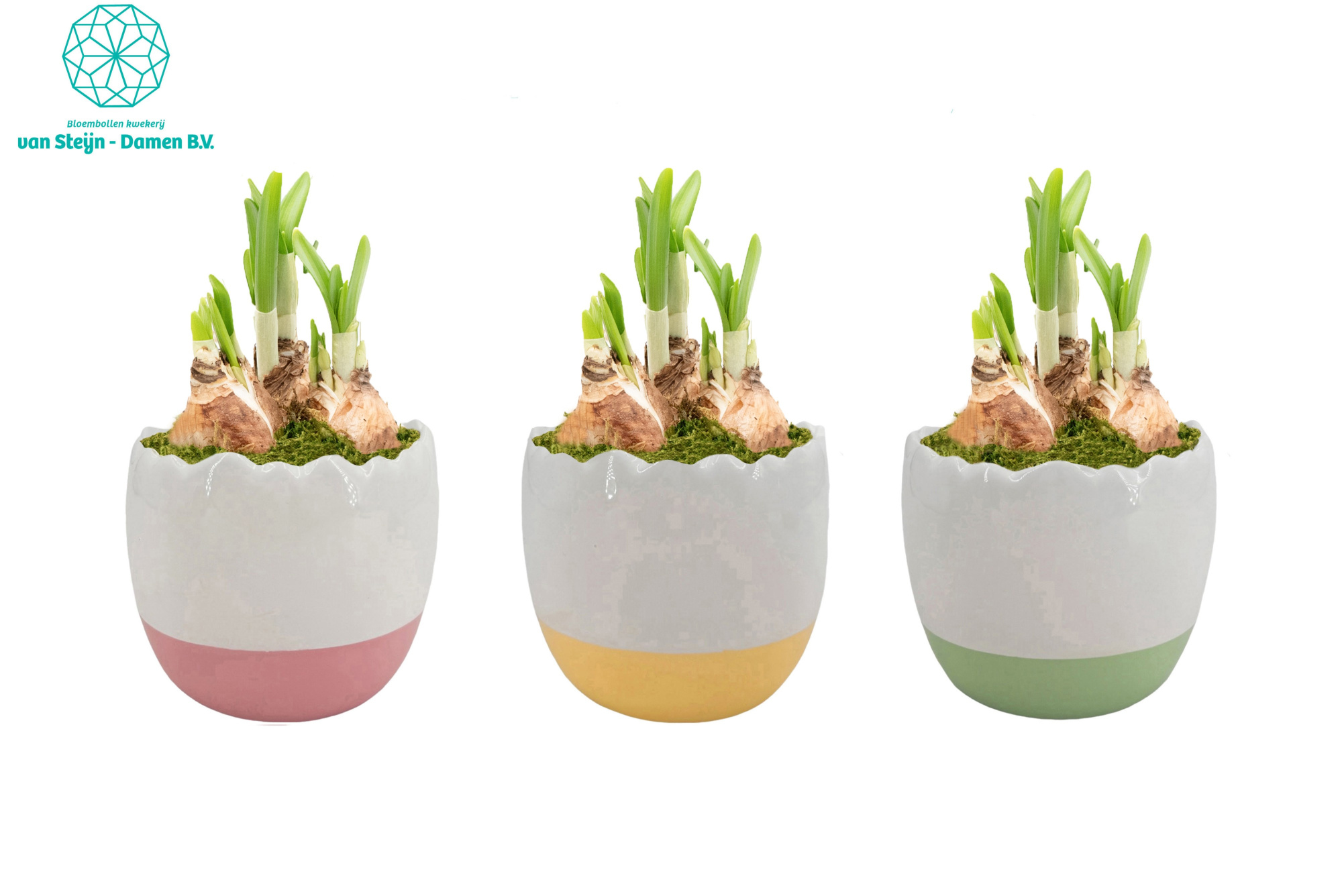 Narcissus 'Colorful Egg', D 10