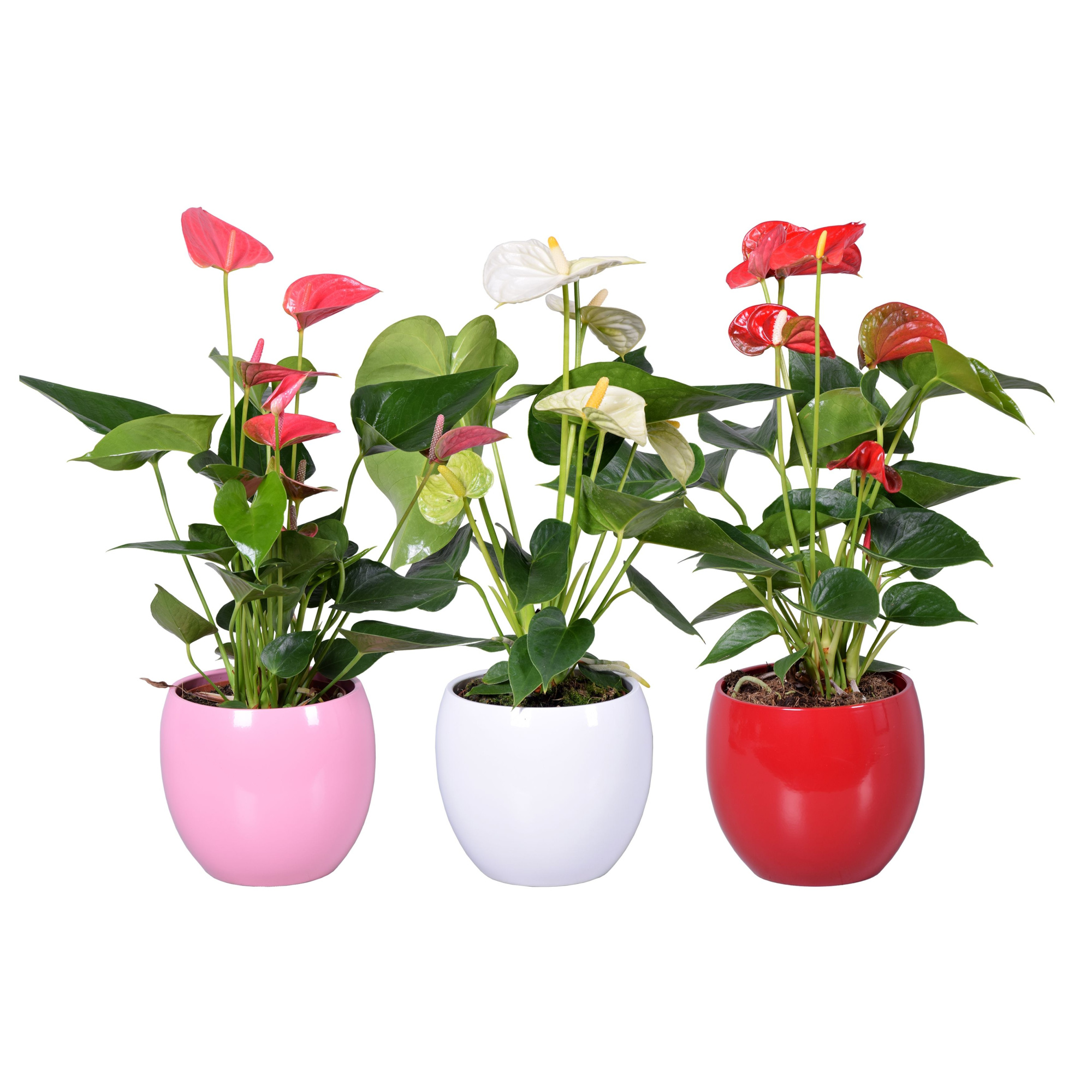 Anthurium Ton sur Ton in diverse kleuren bolpot, D 13 cm