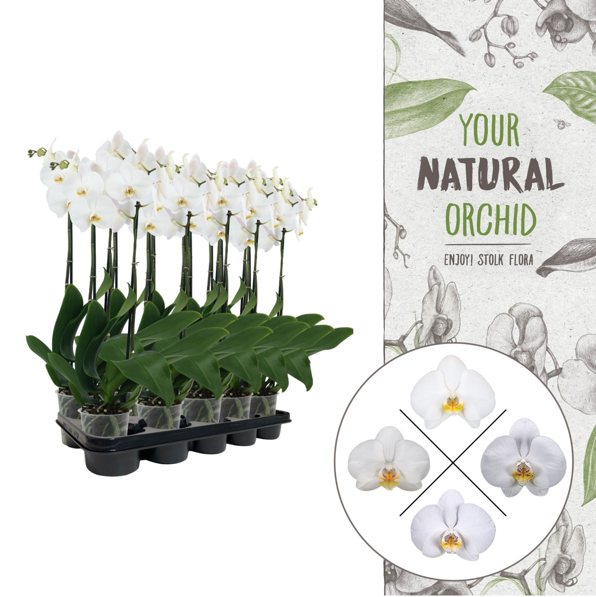 Your Natural Orchid | A2 wit | Phalaenopsis 2 spike, D 12 cm
