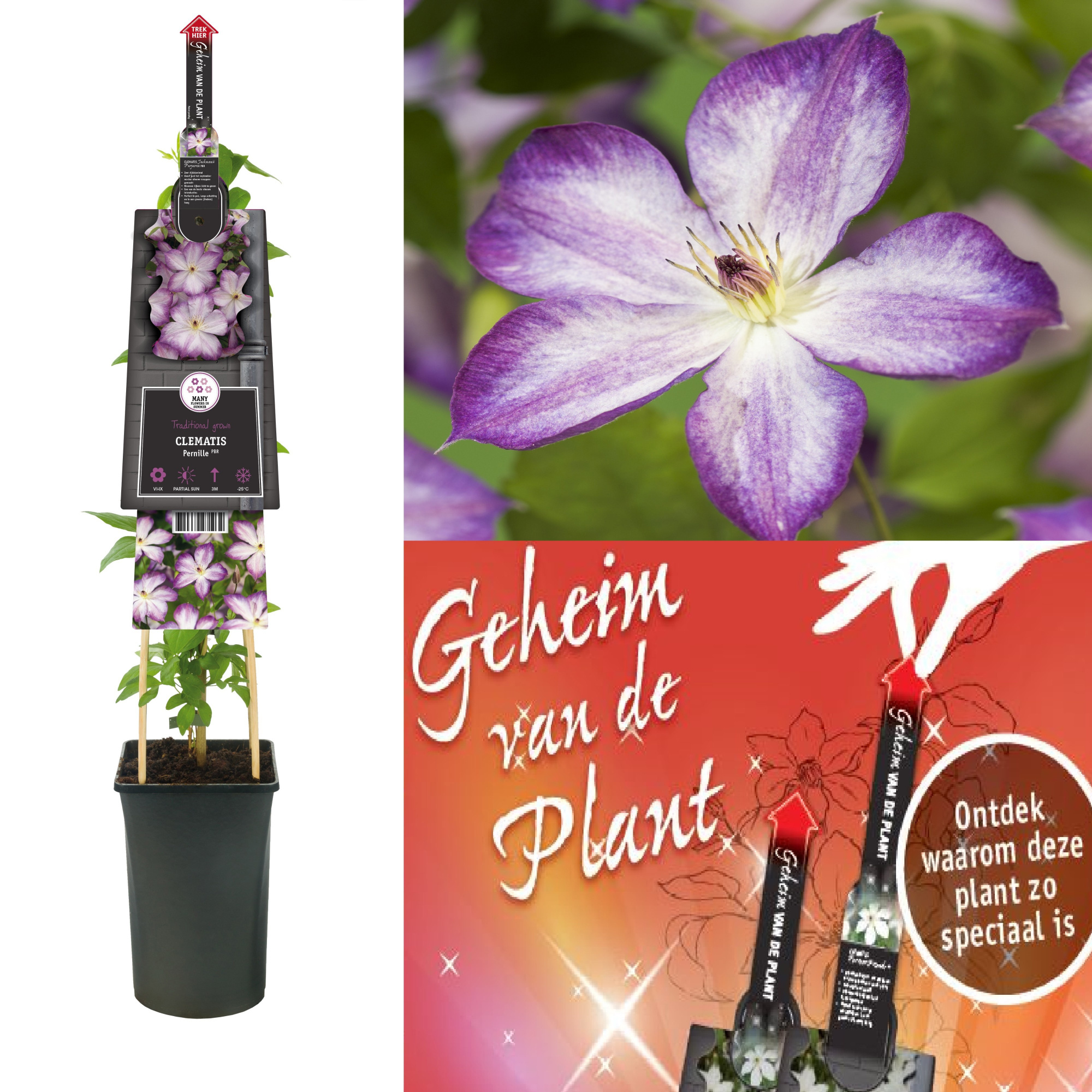 Clematis Pernille PBR +3.0 label+ secret of the plant DE, D 17