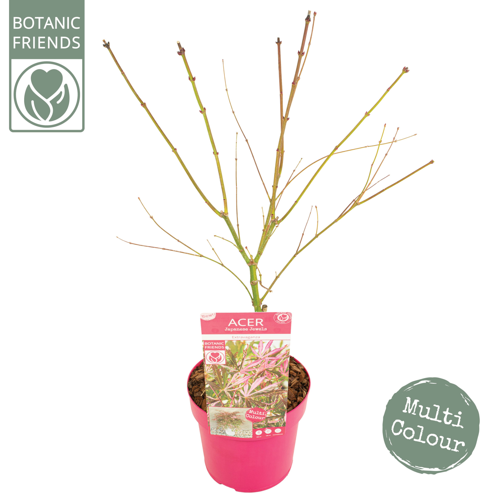 Acer palm. 'Extravaganza' PREMIUM, D 19