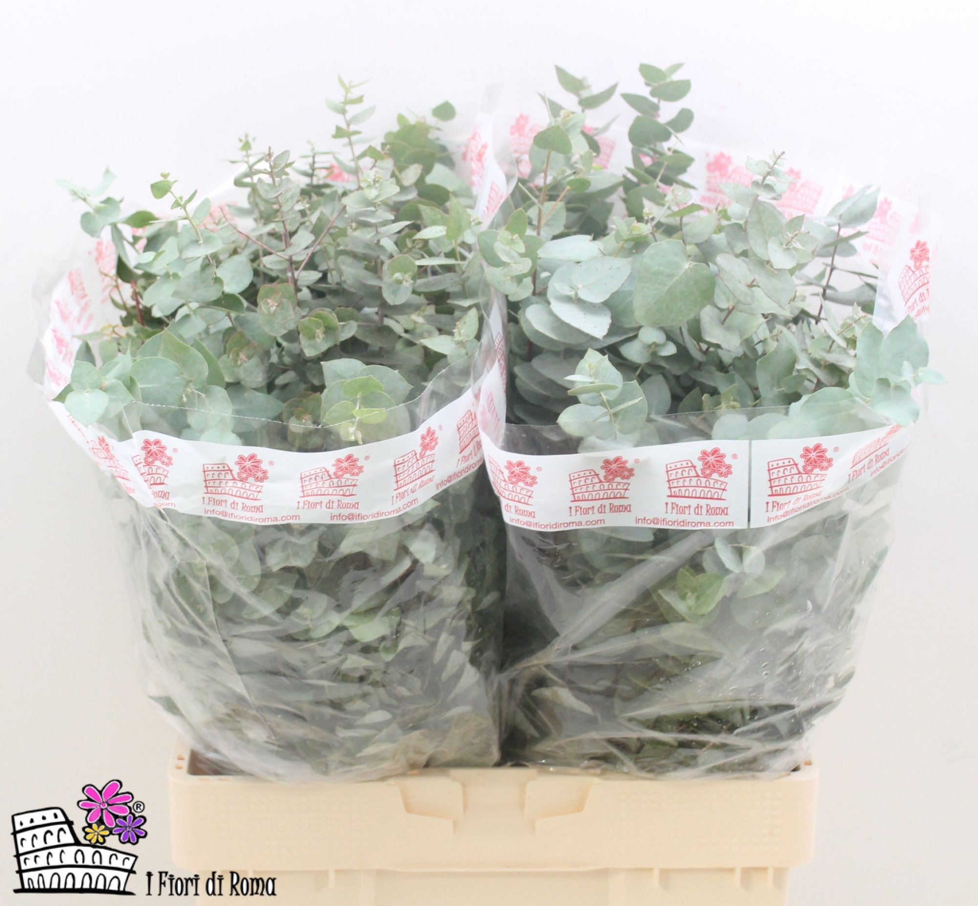 Эвкалипт Бриджсиана за пучок 60, пуч.