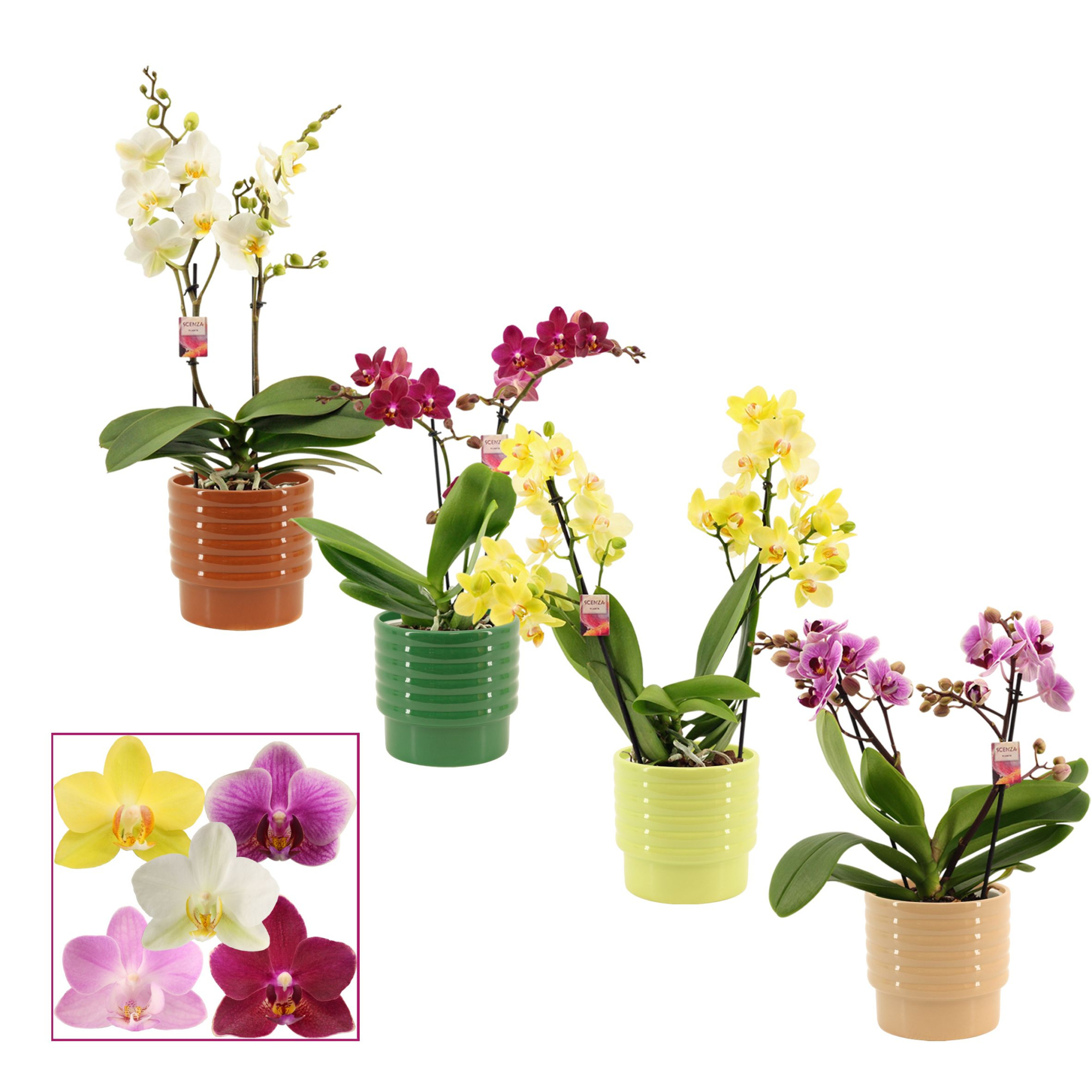 Phalaenopsis multiflora 2 tak mix in Naemi (Natural bubble-colle, D 12 cm
