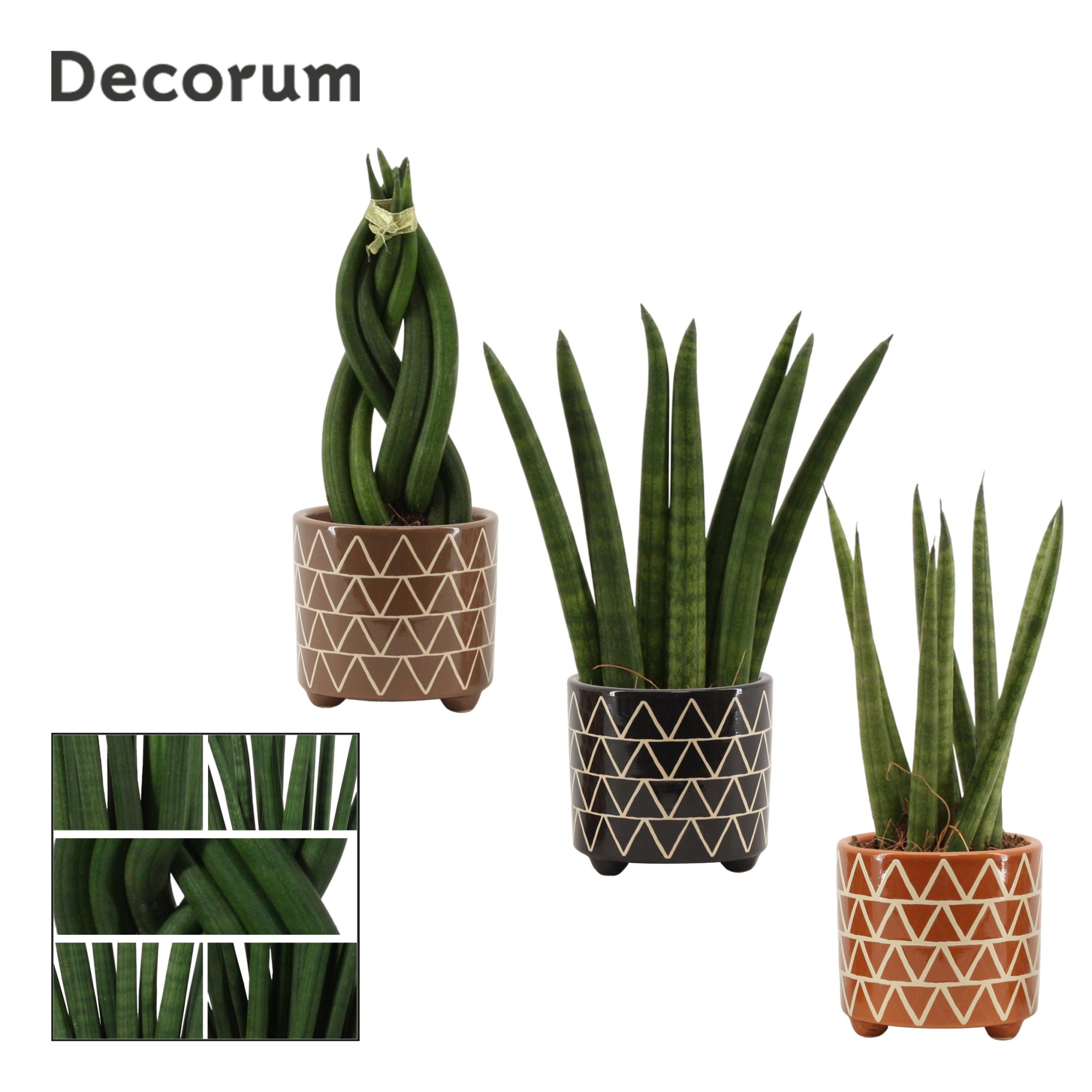 Sansevieria Cylindrica 6 cm mix in Fee (Stone Touch-collection), D 6 cm