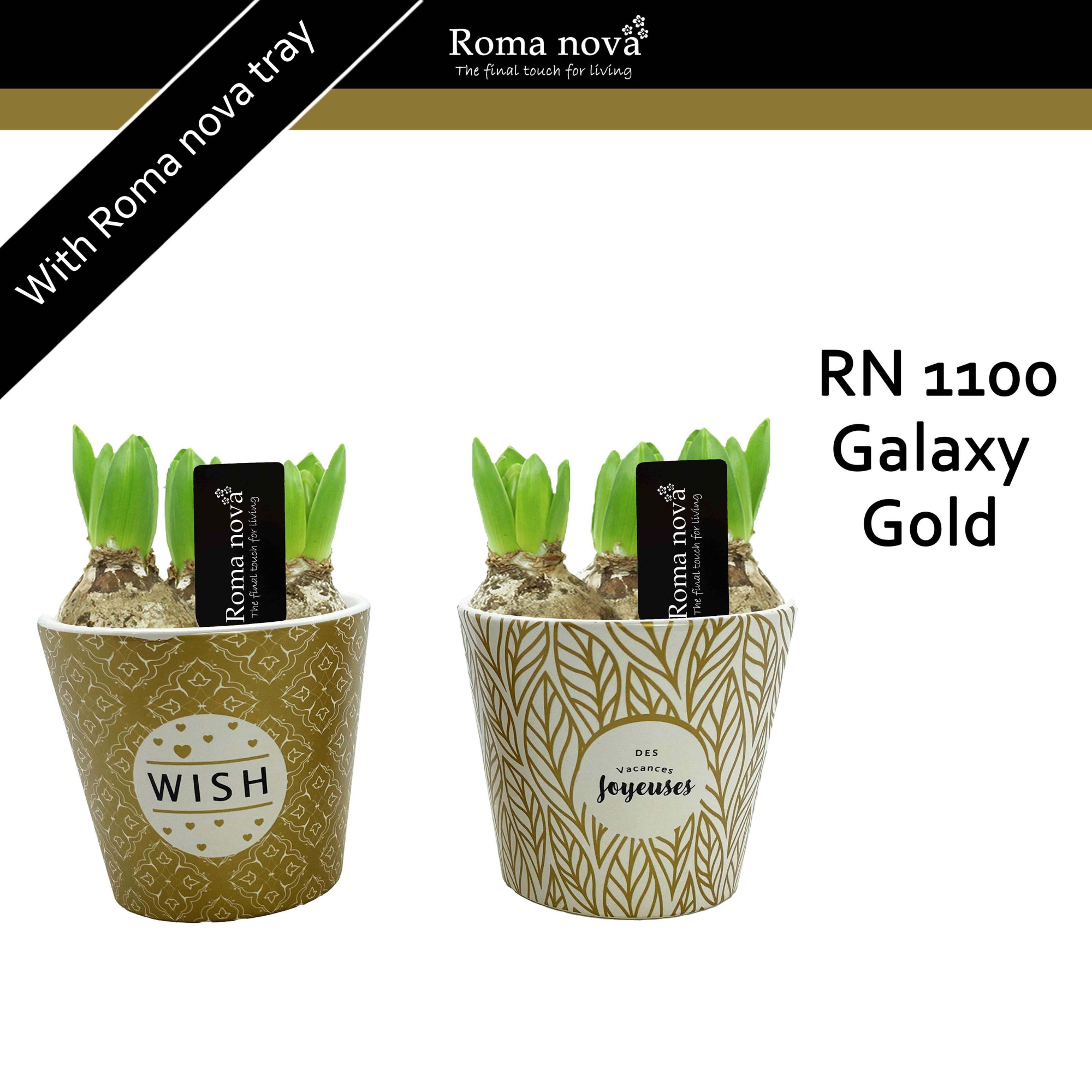 1100 - Galaxy Gold (Hyacint), D 14 cm