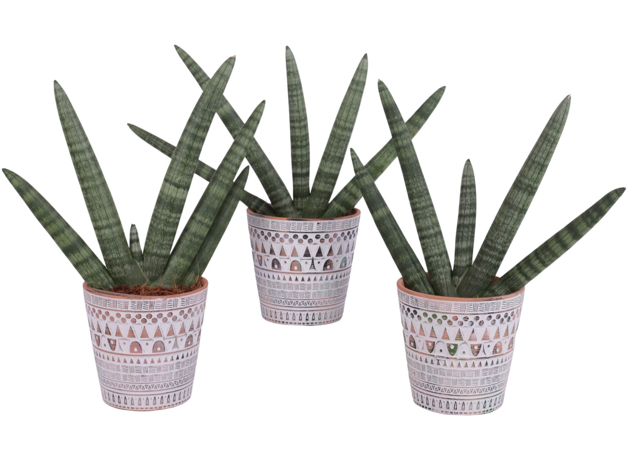 Sansevieria Cylindrica Handshake in Ø14cm Ceramic Pot Inca, D 14