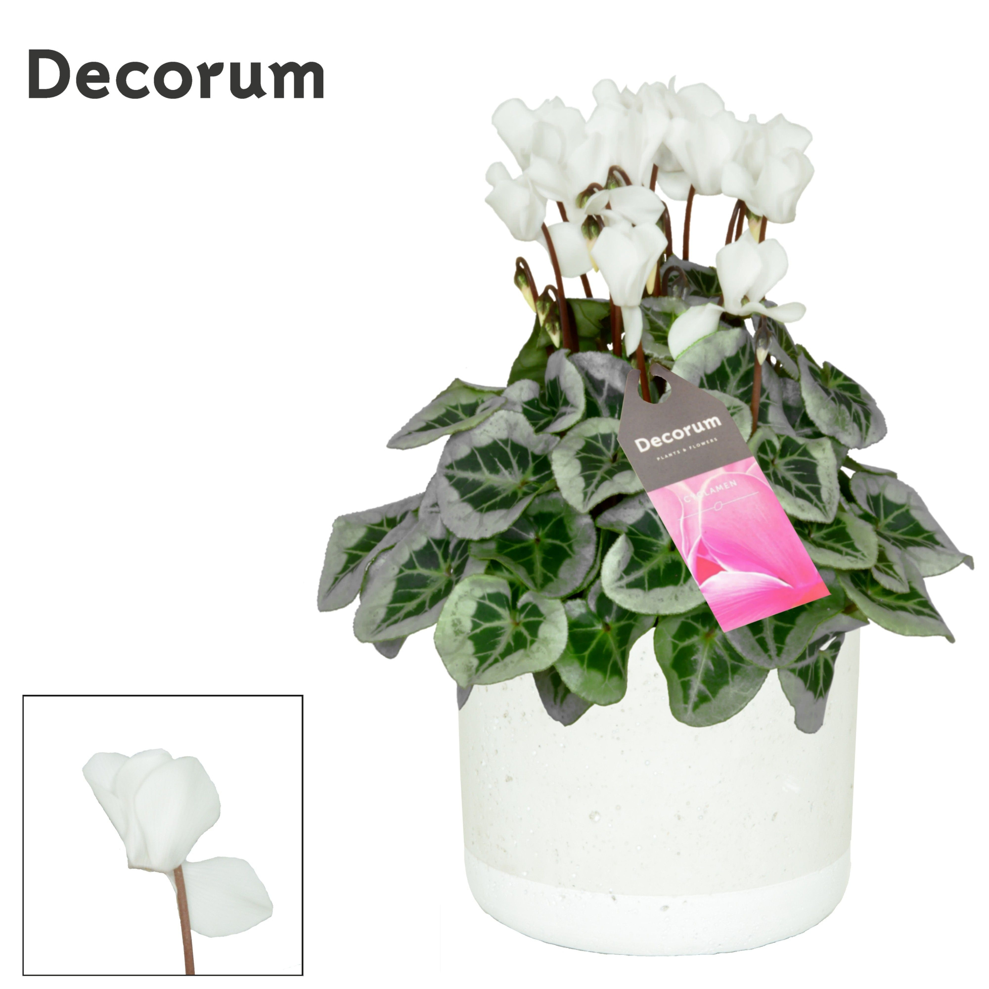 Cyclamen SS Picasso Wit in Jade Decorum, D 14 cm