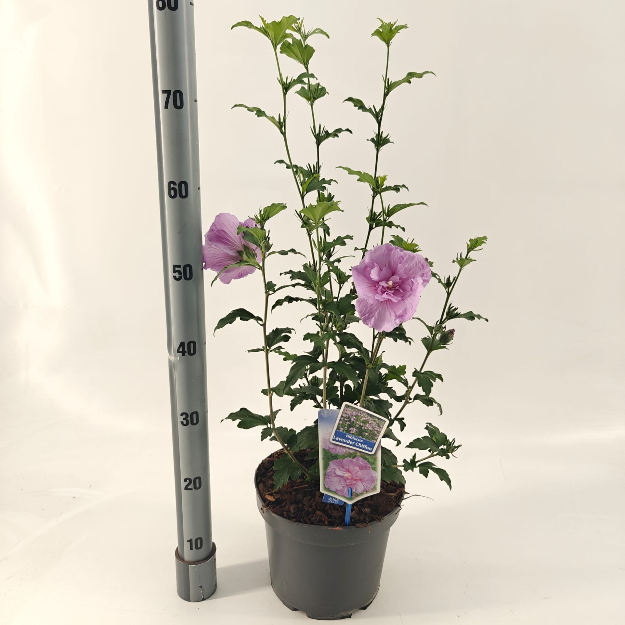 Hibiscus syr. Lavender Chiffon ('Notwoodone'PBR), D 23 cm