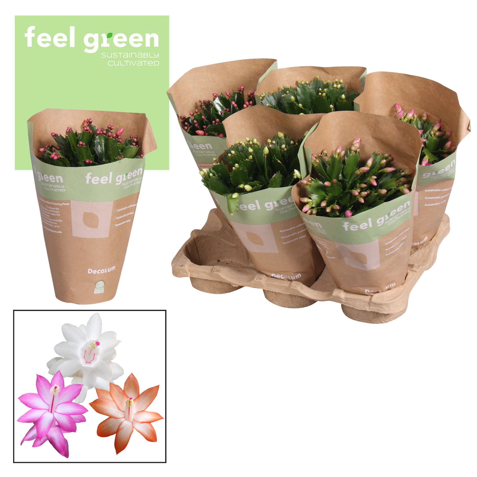 Schlumbergera - 13 cm - Mix- FEEL GREEN, D 13 cm