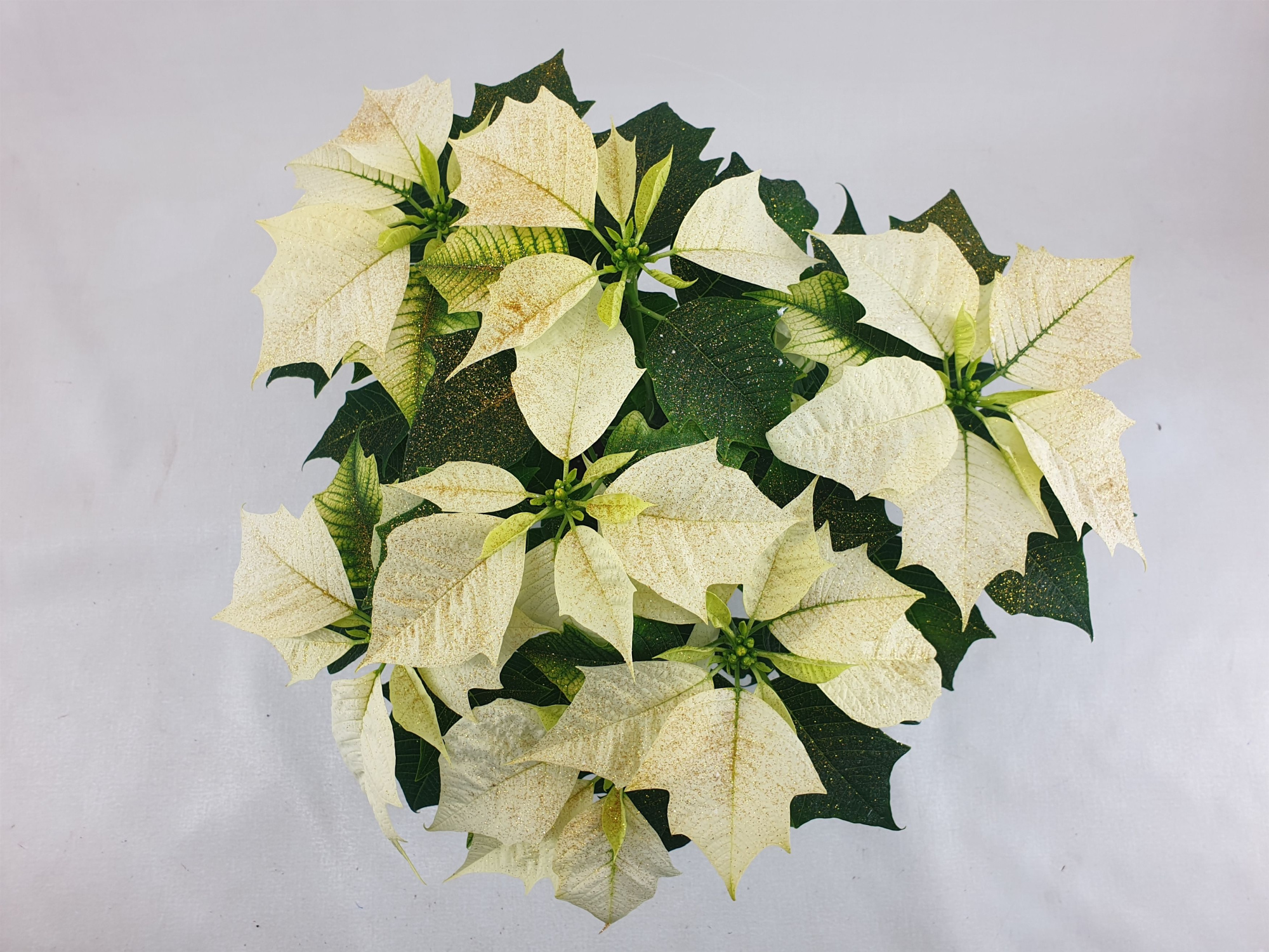 Poin Alaska pot 13 cm + goudglitter (Euphorbia), D 13 cm