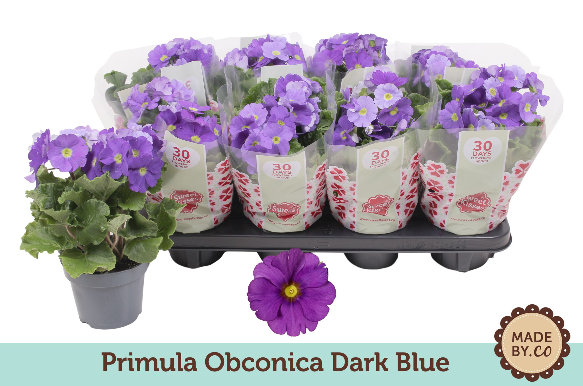 Primula Obconica Dark Blue, D 12