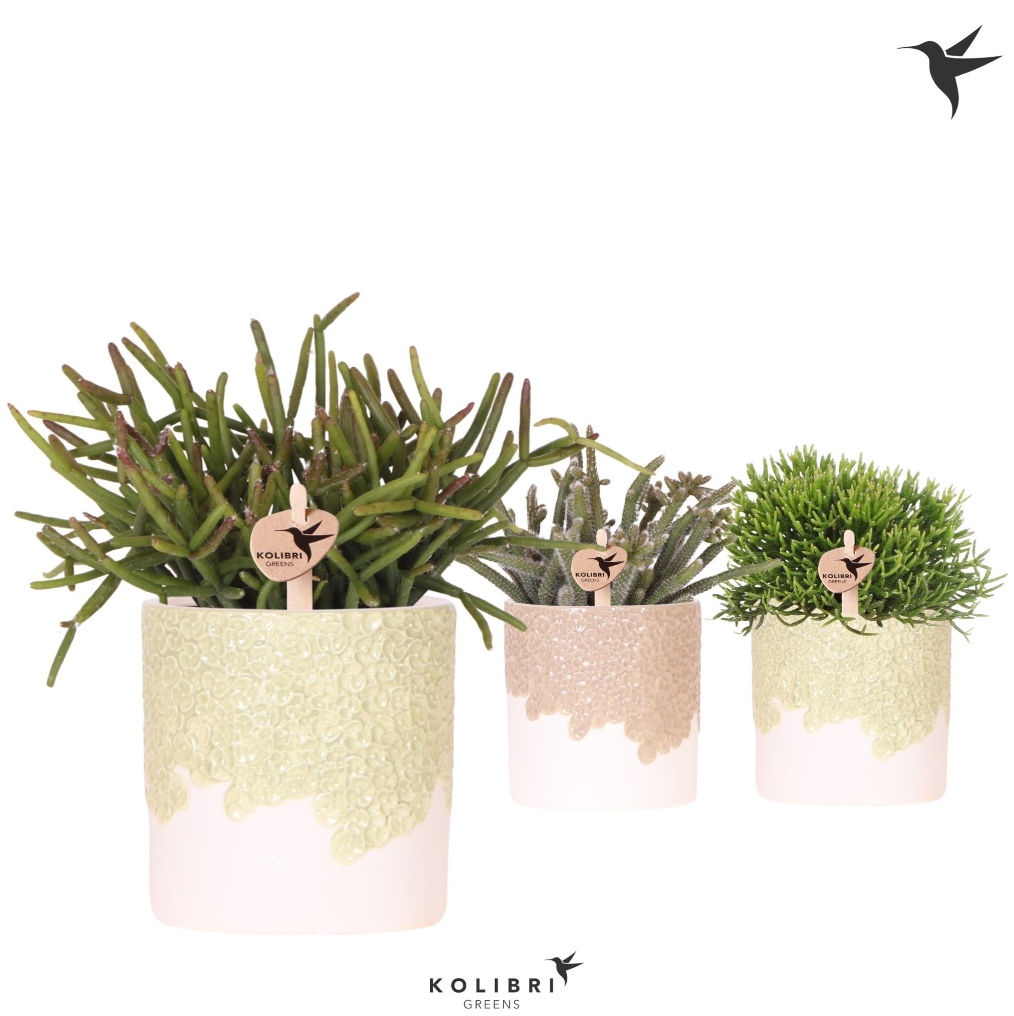 Kolibri Greens Rhipsalis mix in Bloom pot sand mix, D 9 cm