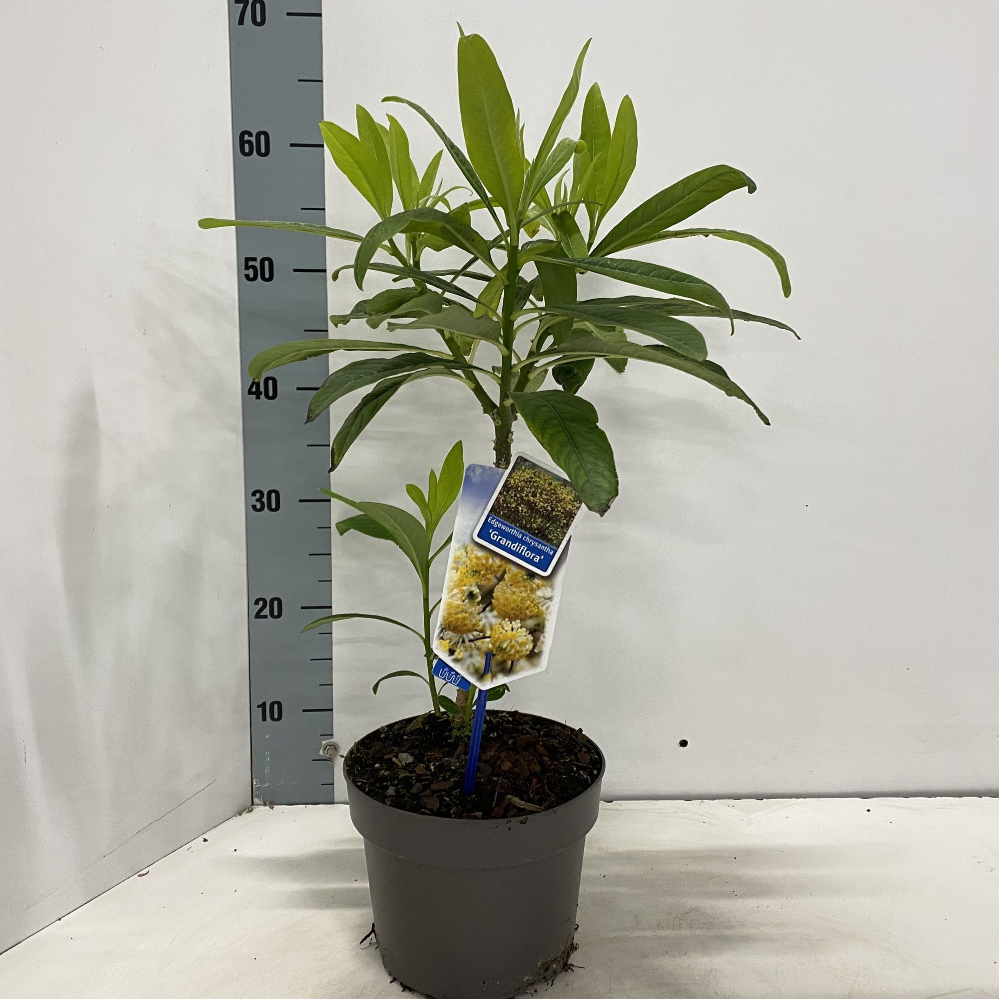 Edgeworthia chrysantha 'Grandiflora', D 19 cm