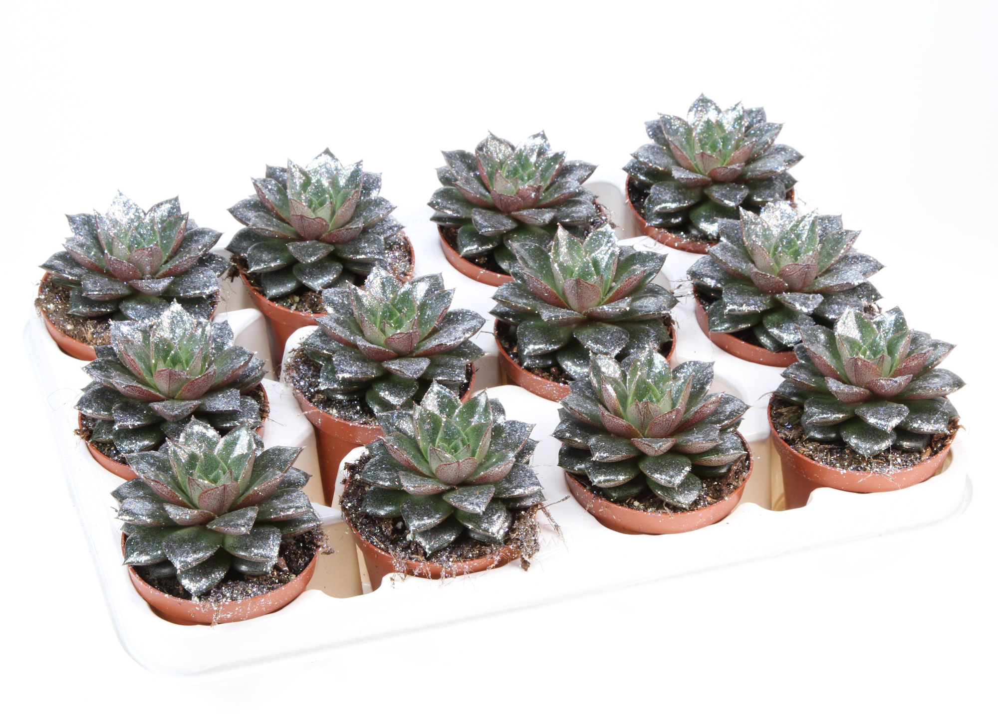 Bio purper naturel glitter, D 8,5