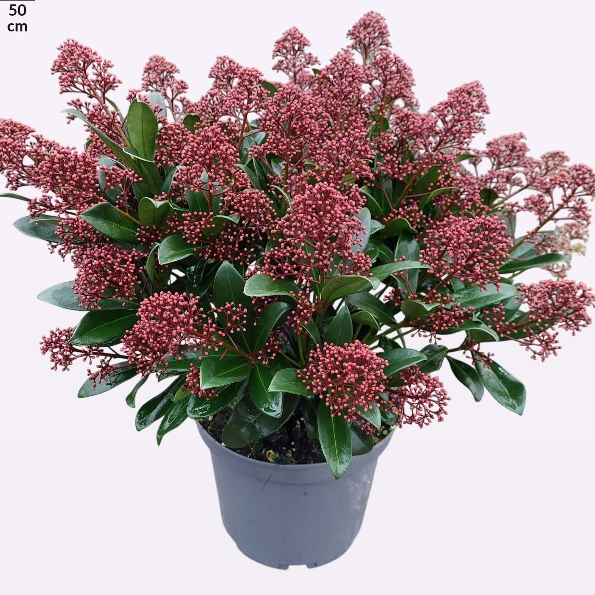 Skimmia japonica 'Rubella' 25+, D 23 cm