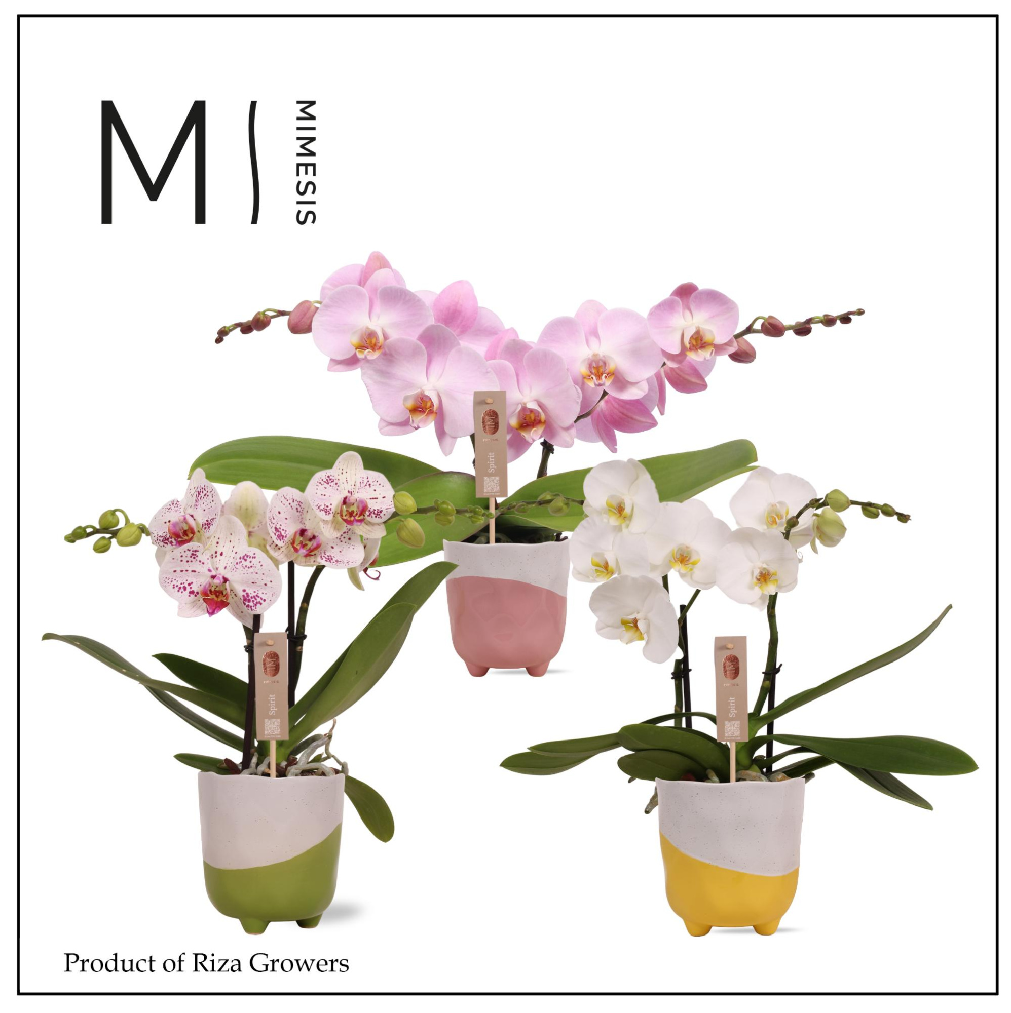 Mimesis Phal. Spirit Mix - 2 spike 12cm in Gabby Mix Ceramic, D 12 cm