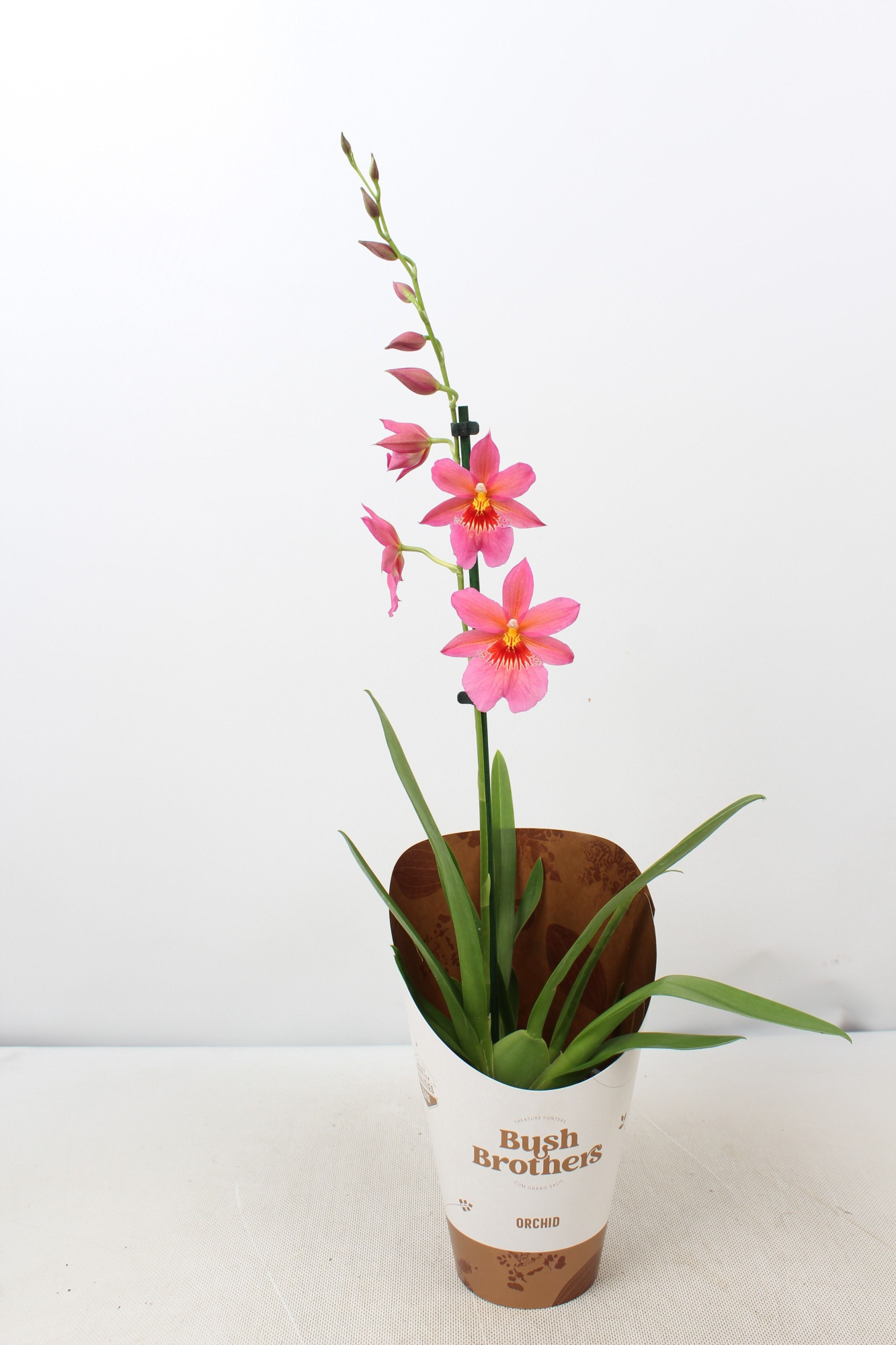 Cambria 'Nelly Isler' roze 1 tak 12 cm, D 12 cm