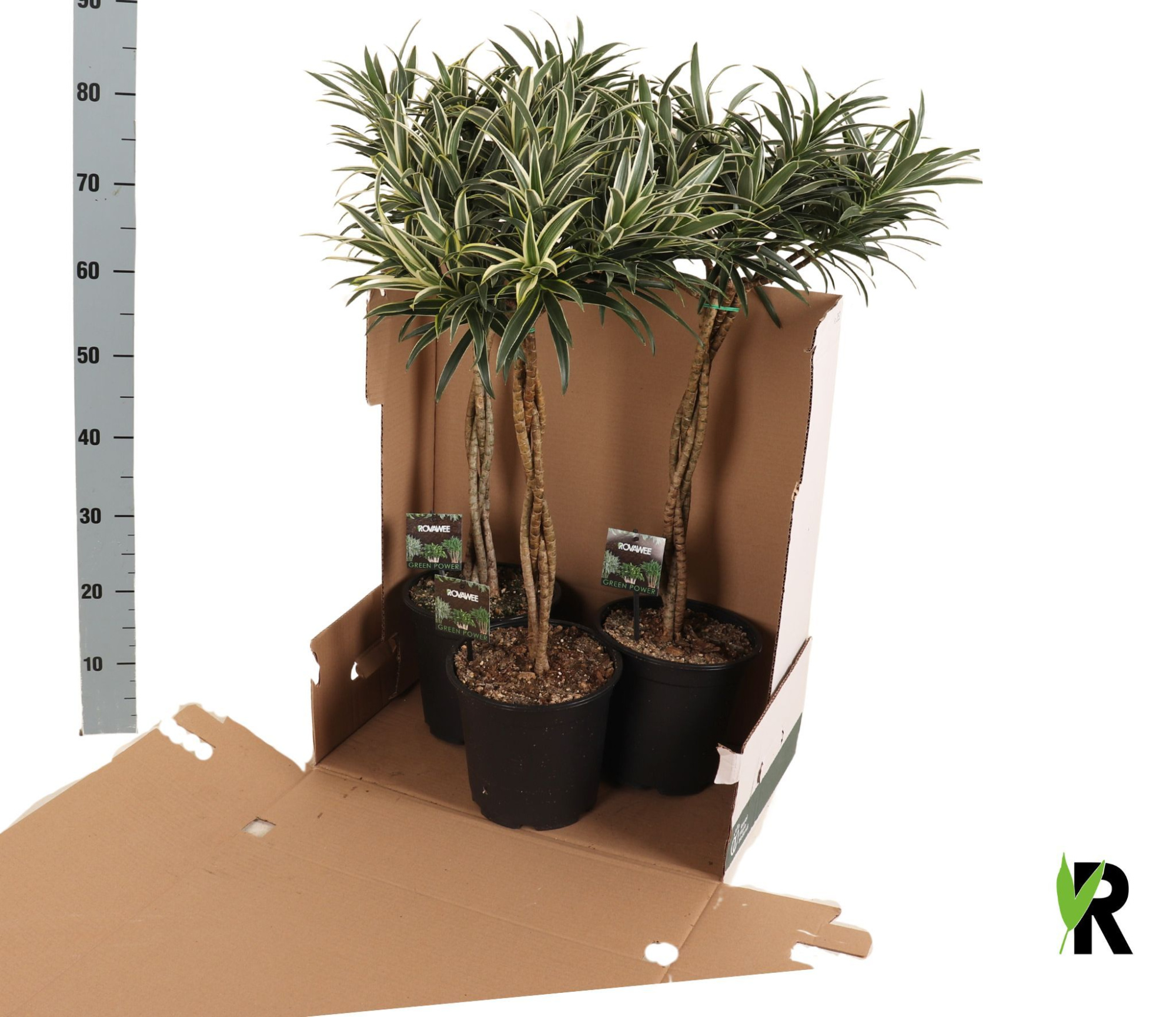 Dracaena reflexa Valentina gevlochten stam in fust 352, D 21 cm