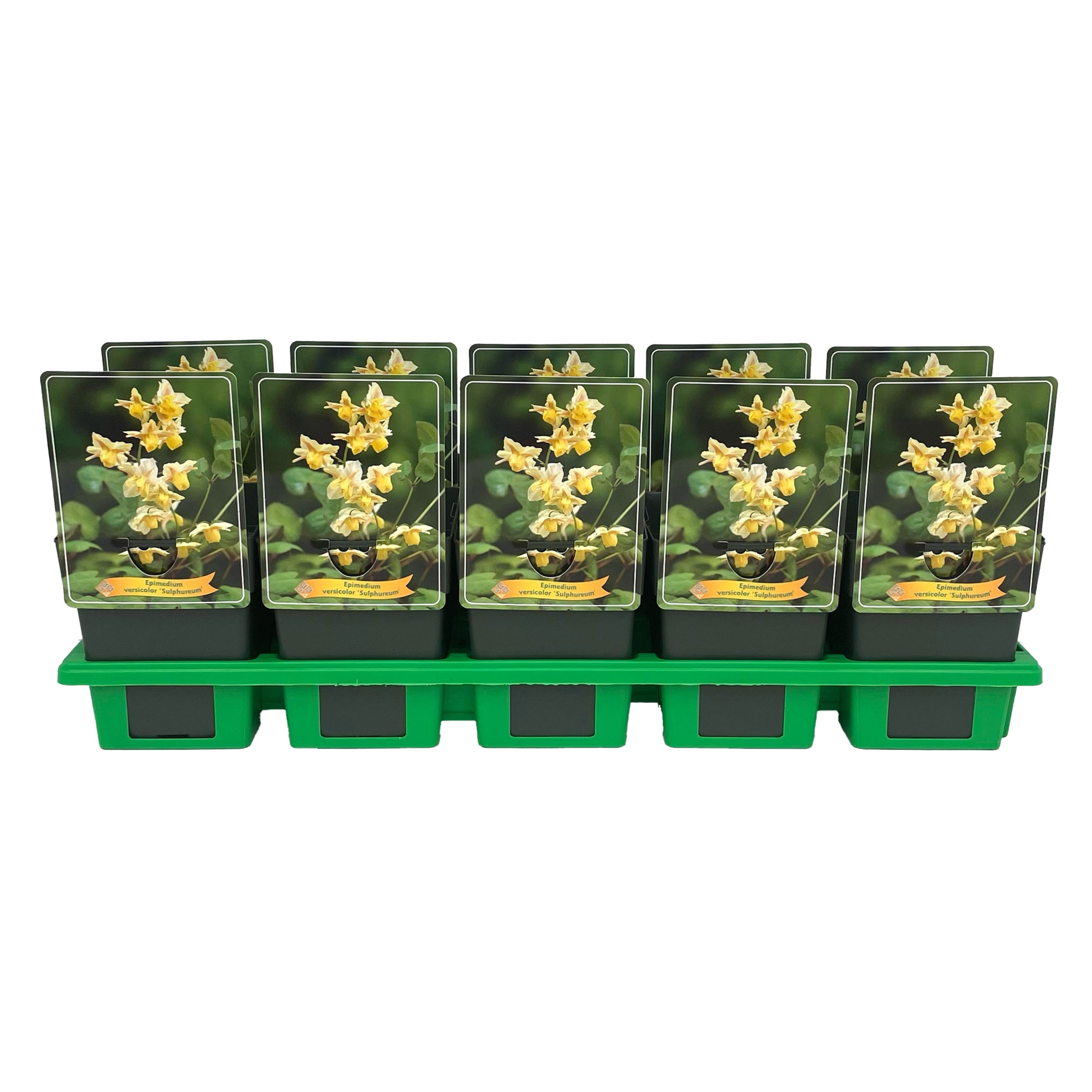 Epimedium versicolor 'Sulphureum' P11, D 11 cm