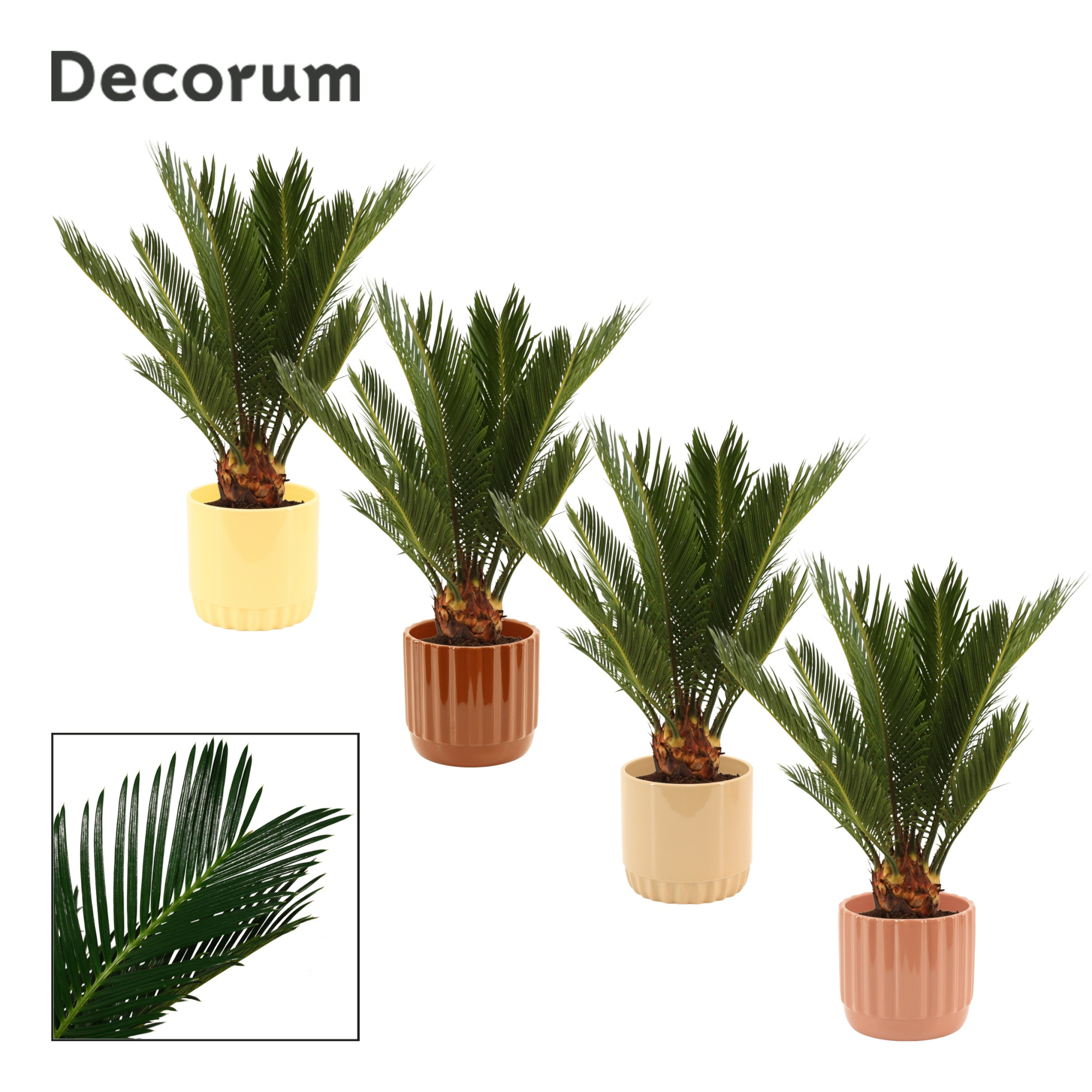 Cycas revoluta 12 cm, 6+ veren in Liam (Coffee blend-collection, D 12 cm