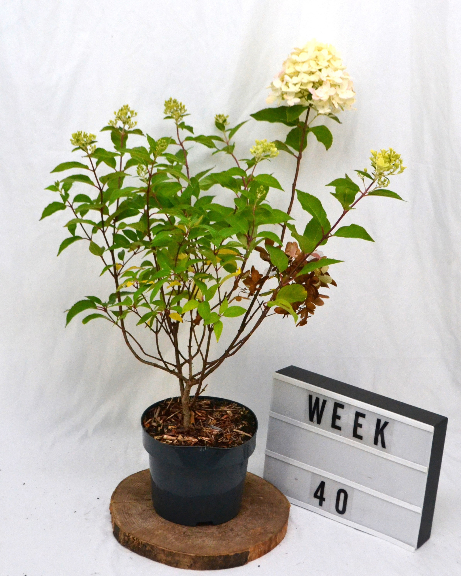 Hydrangea paniculata Graffiti, D 19 cm