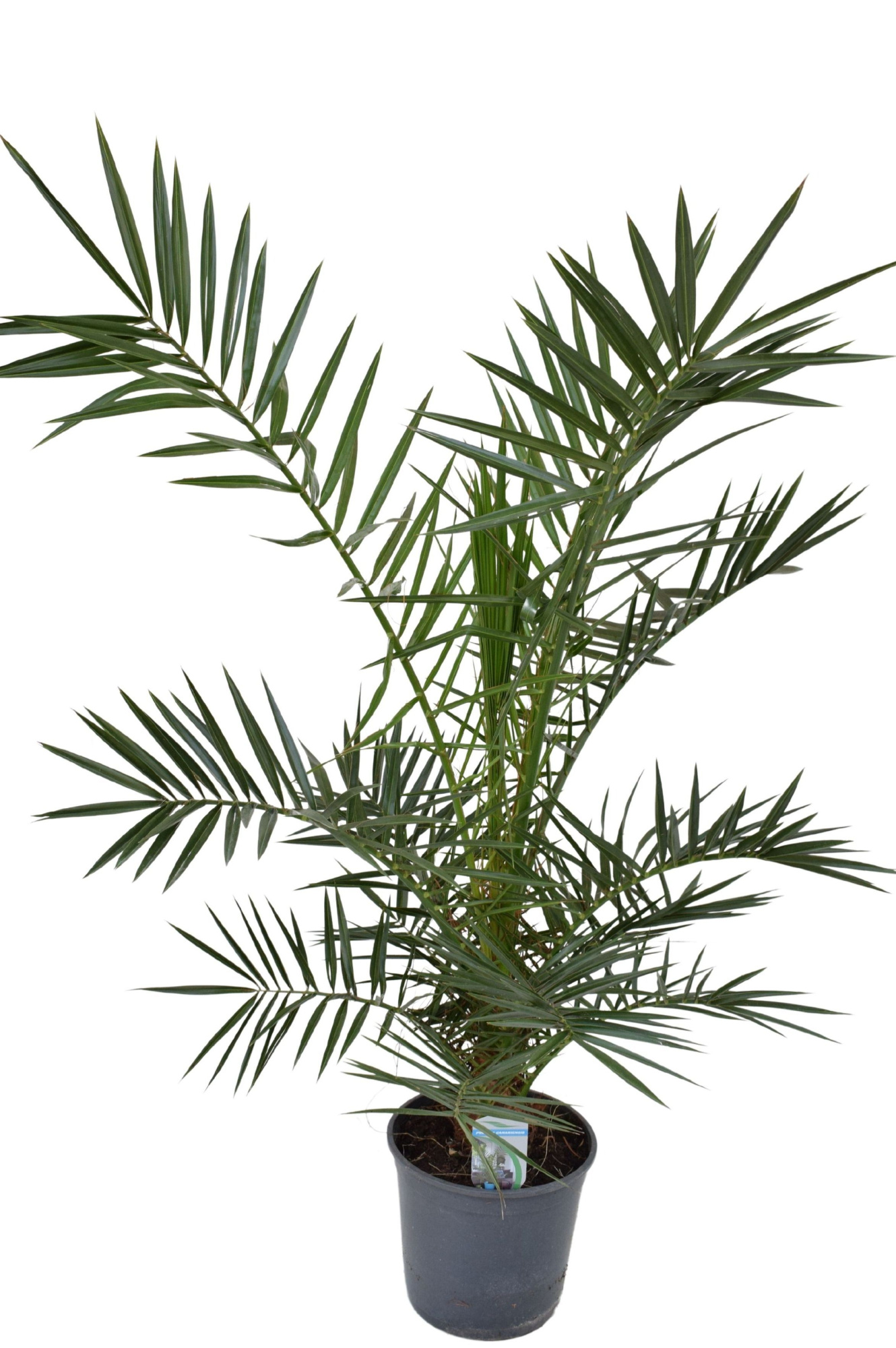 Phoenix canariensis P21 H125, D 21 cm