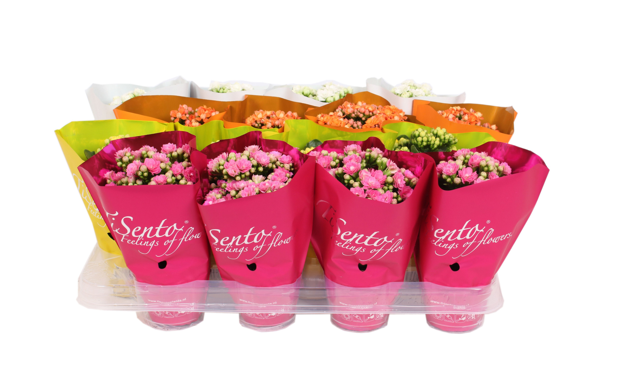 Calandiva 7 cm mix Lente mix, D 7 cm