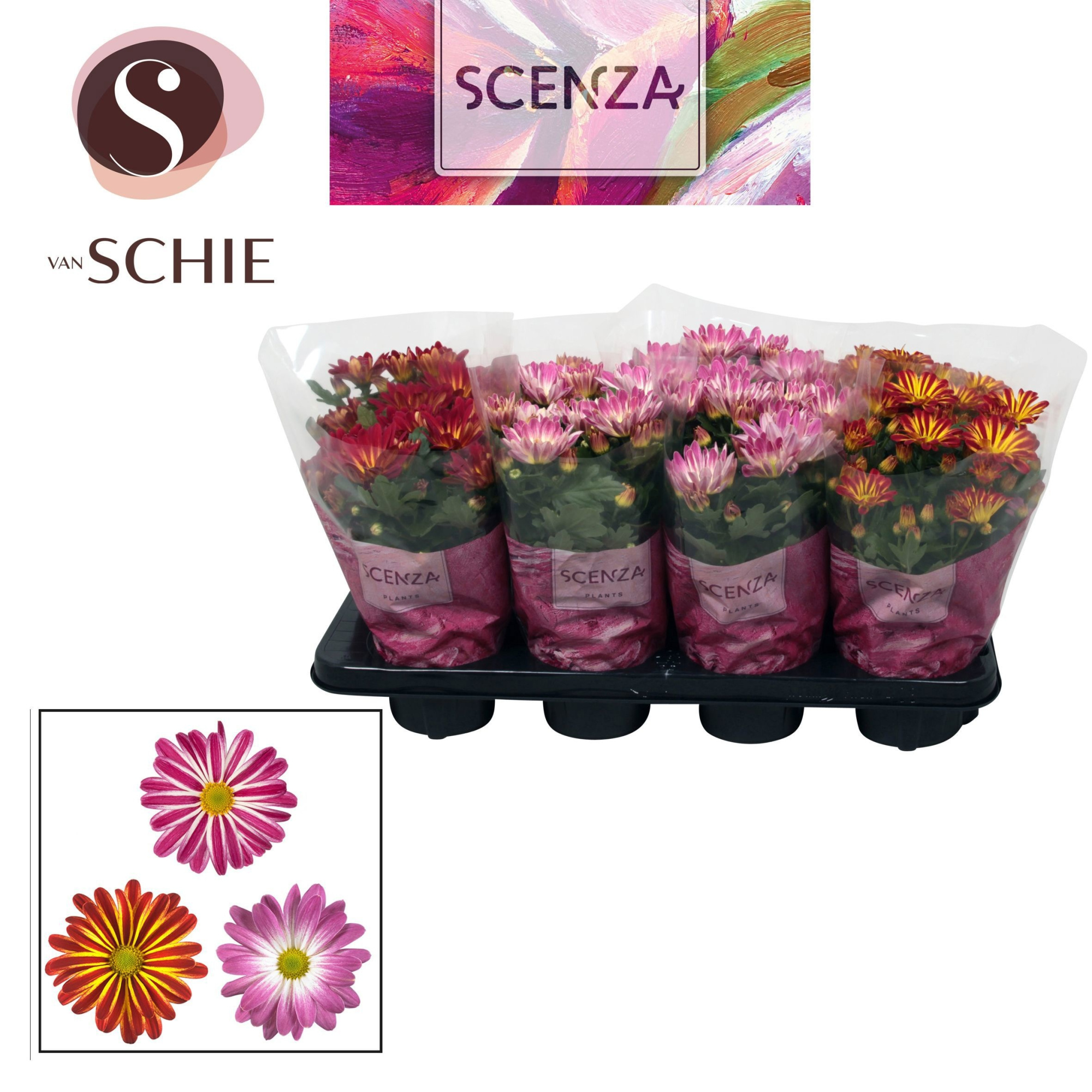 Chrysanne® Bicolor Mix Stadium 1-2, D 13 cm