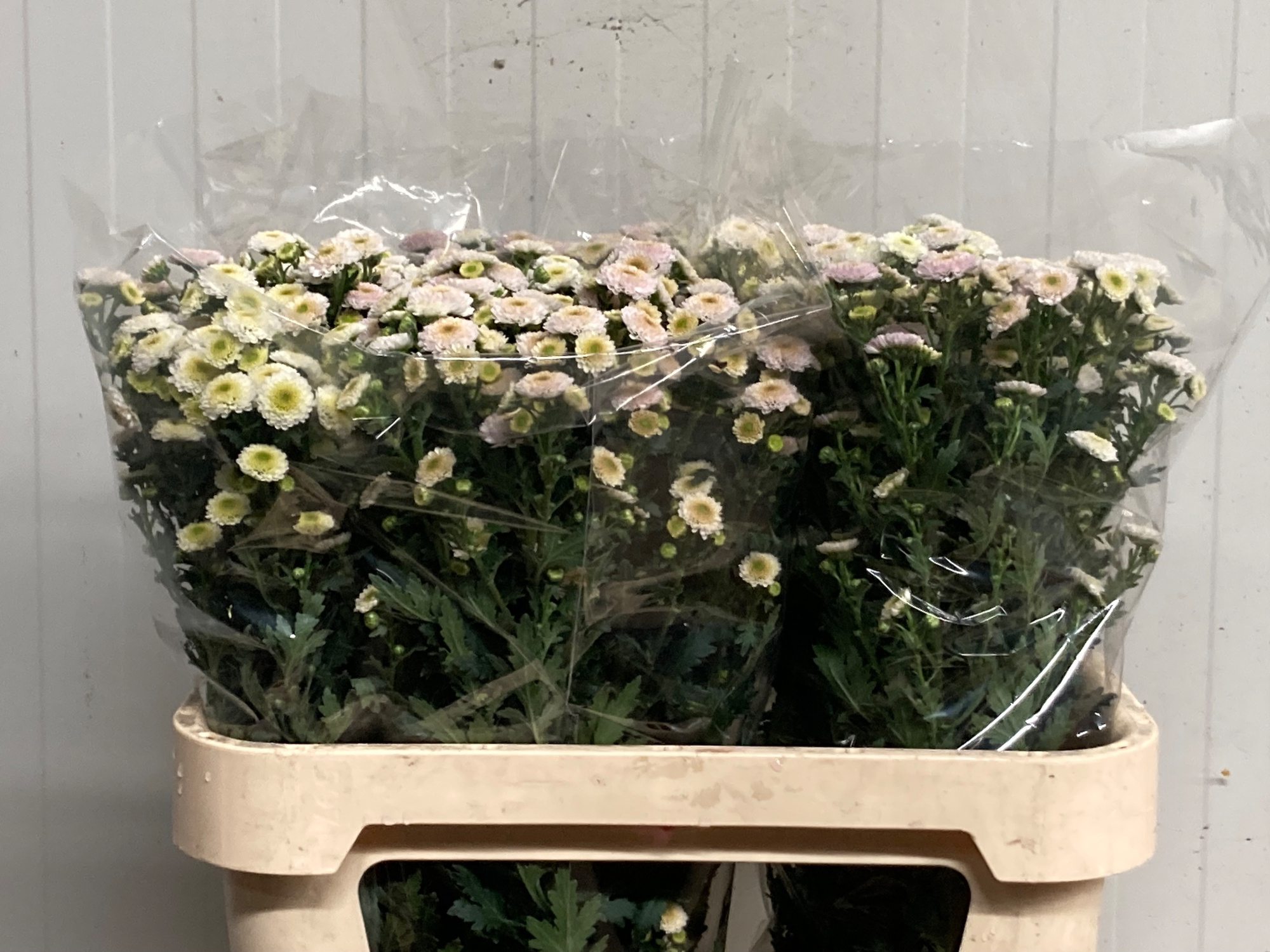 Сантини Калимеро Сноу, шт.