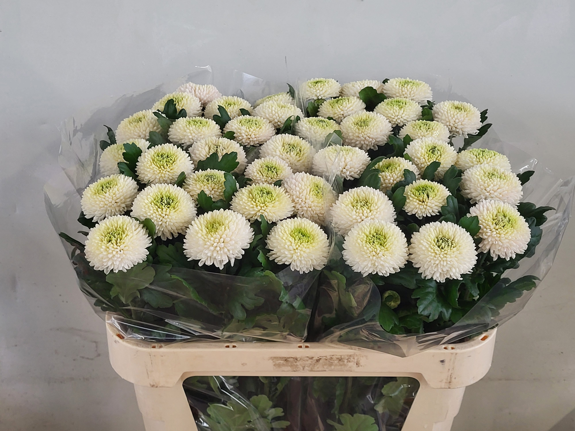 Хризантема од. Пин Понг 75, шт.