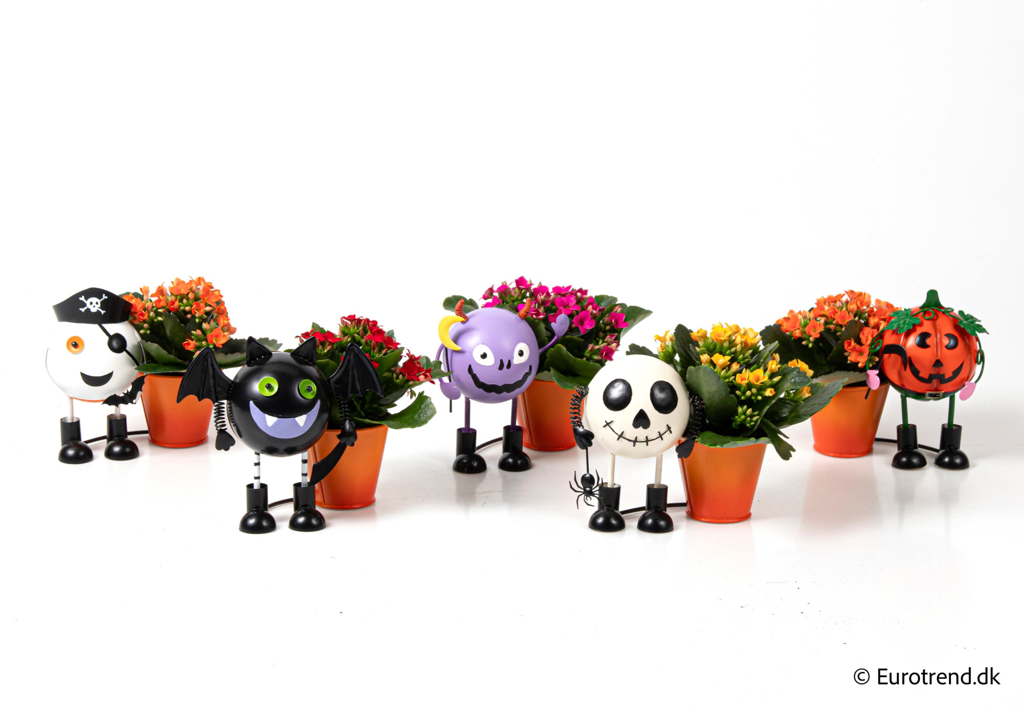 Kalanchoe in Halloween ceramic 2025, D 6 cm