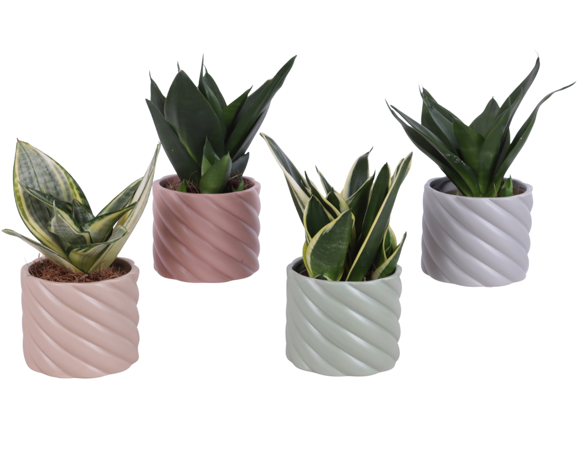 Sansevieria Compacta mix Ø09cm in Ø11cm Ceramic SE661, D 11