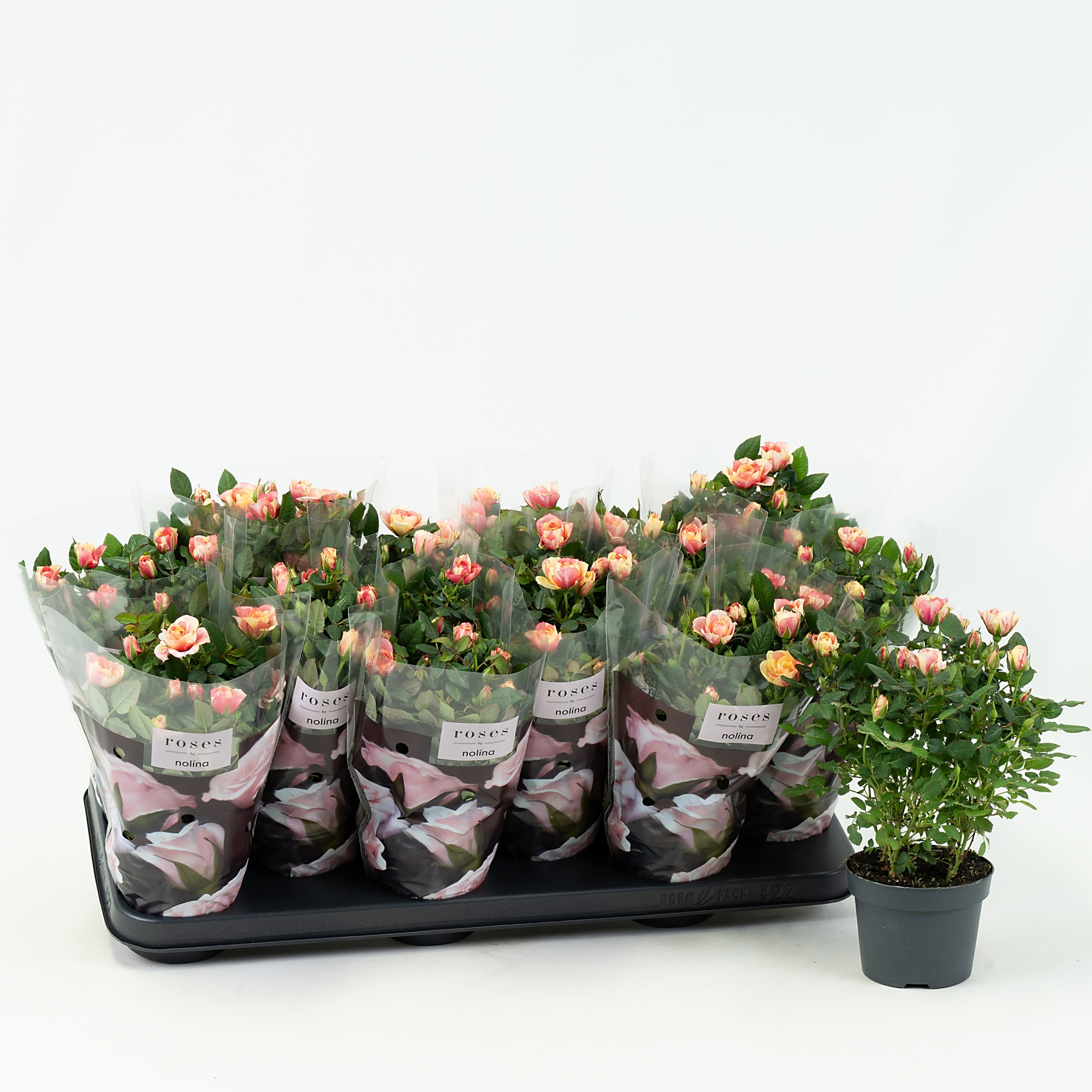 Nolina Roses Special Ø 10,5 cm. Gosia, D 10,5