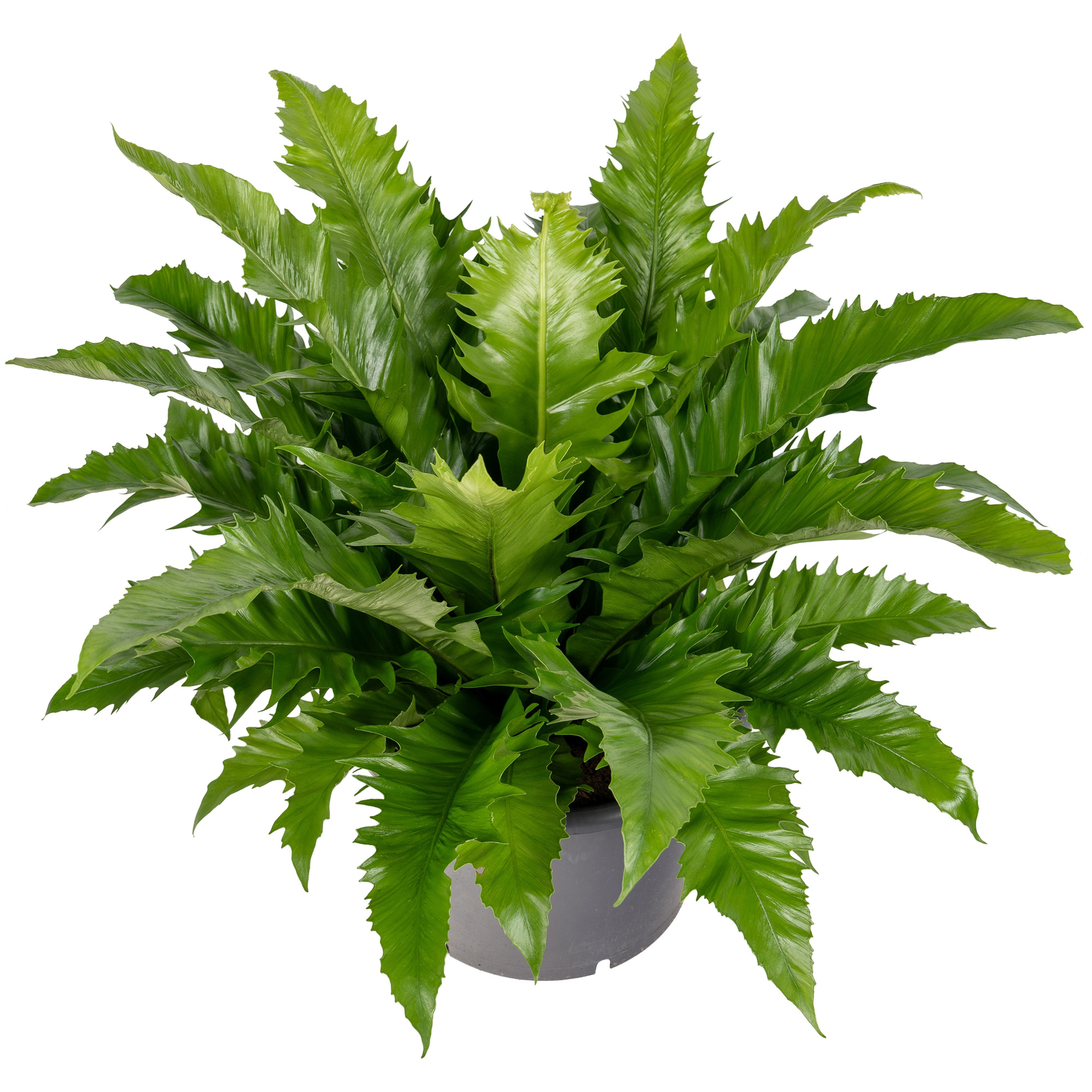 Asplenium Gioia, D 37
