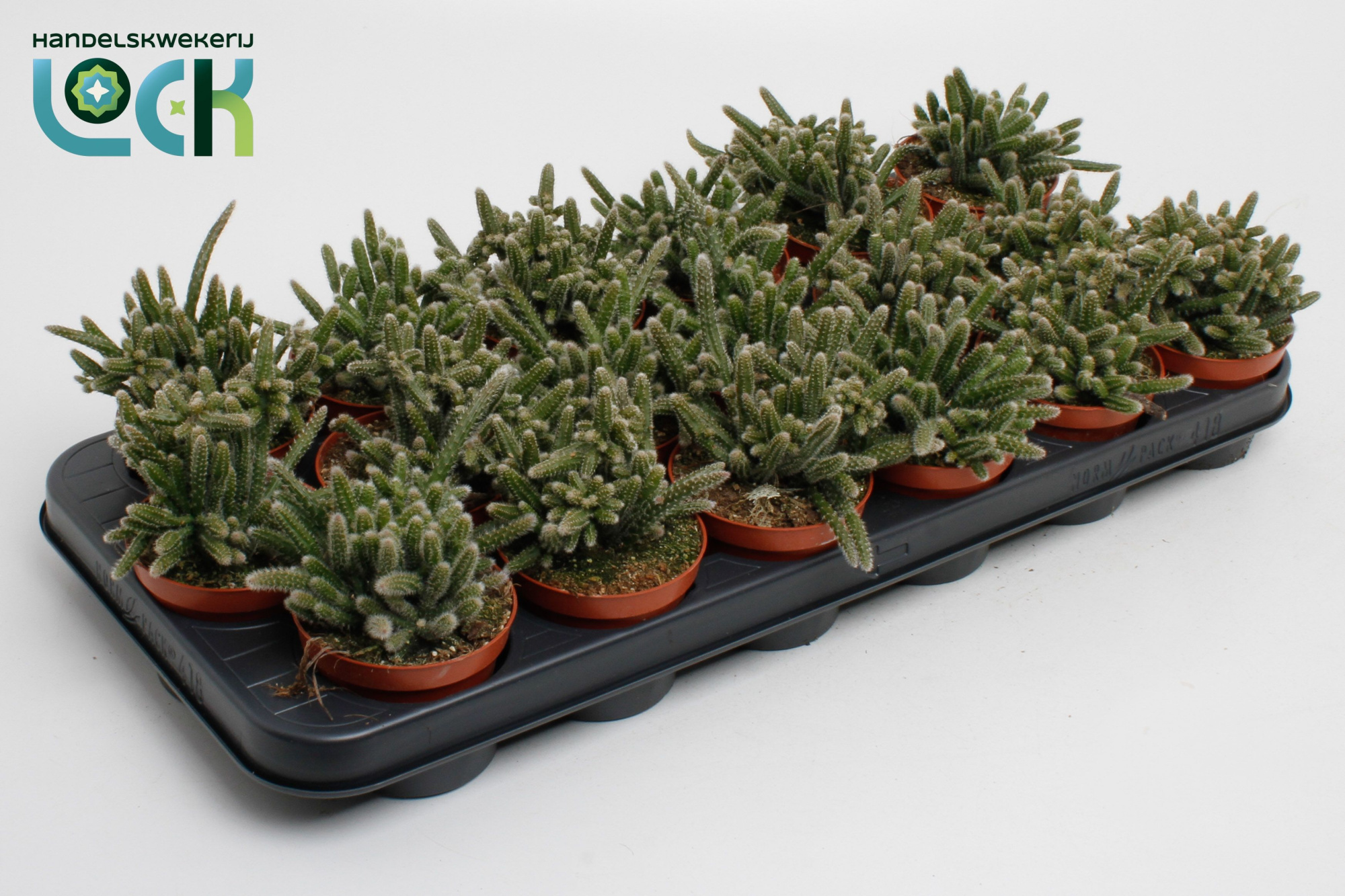 Rhipsalis Horrida, D 8,5 cm