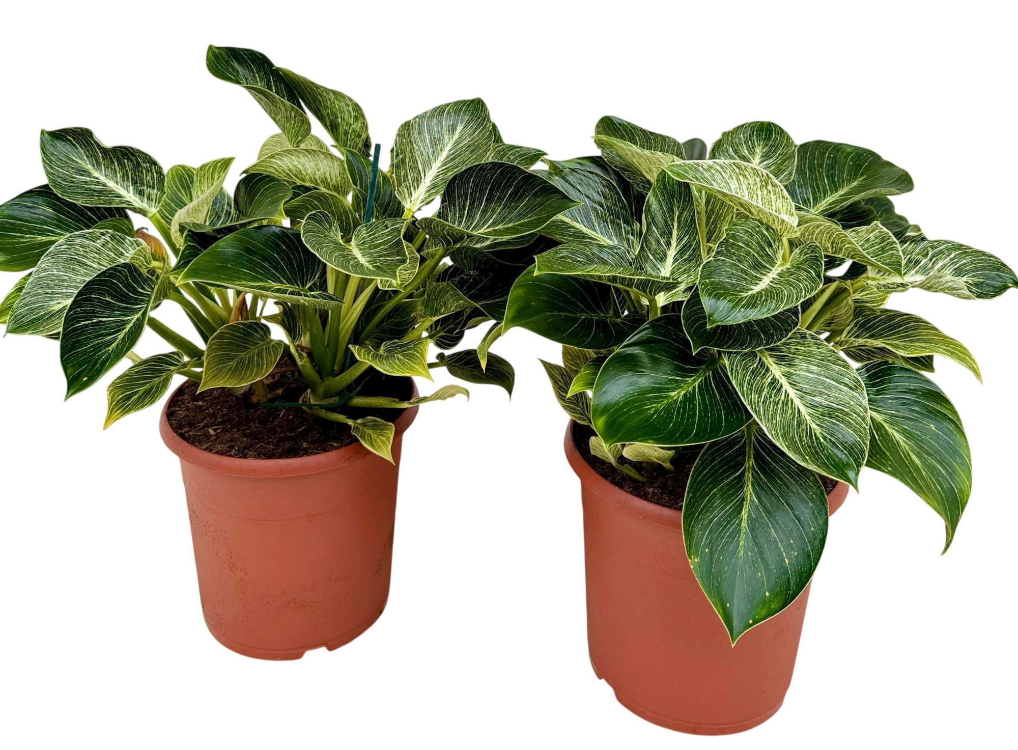 Philodendron birkin P24, D 24