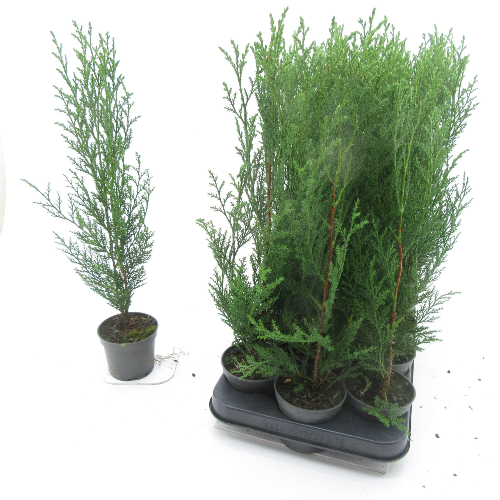 Cupressocyparis Blue Jeans, D 9