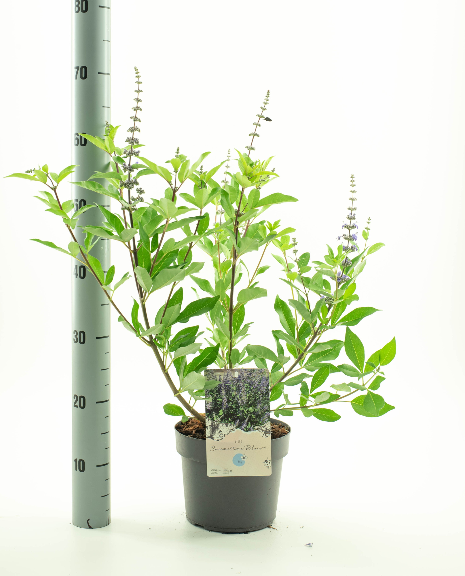 Vitex 'Summertime Blues' TM, D 19 cm