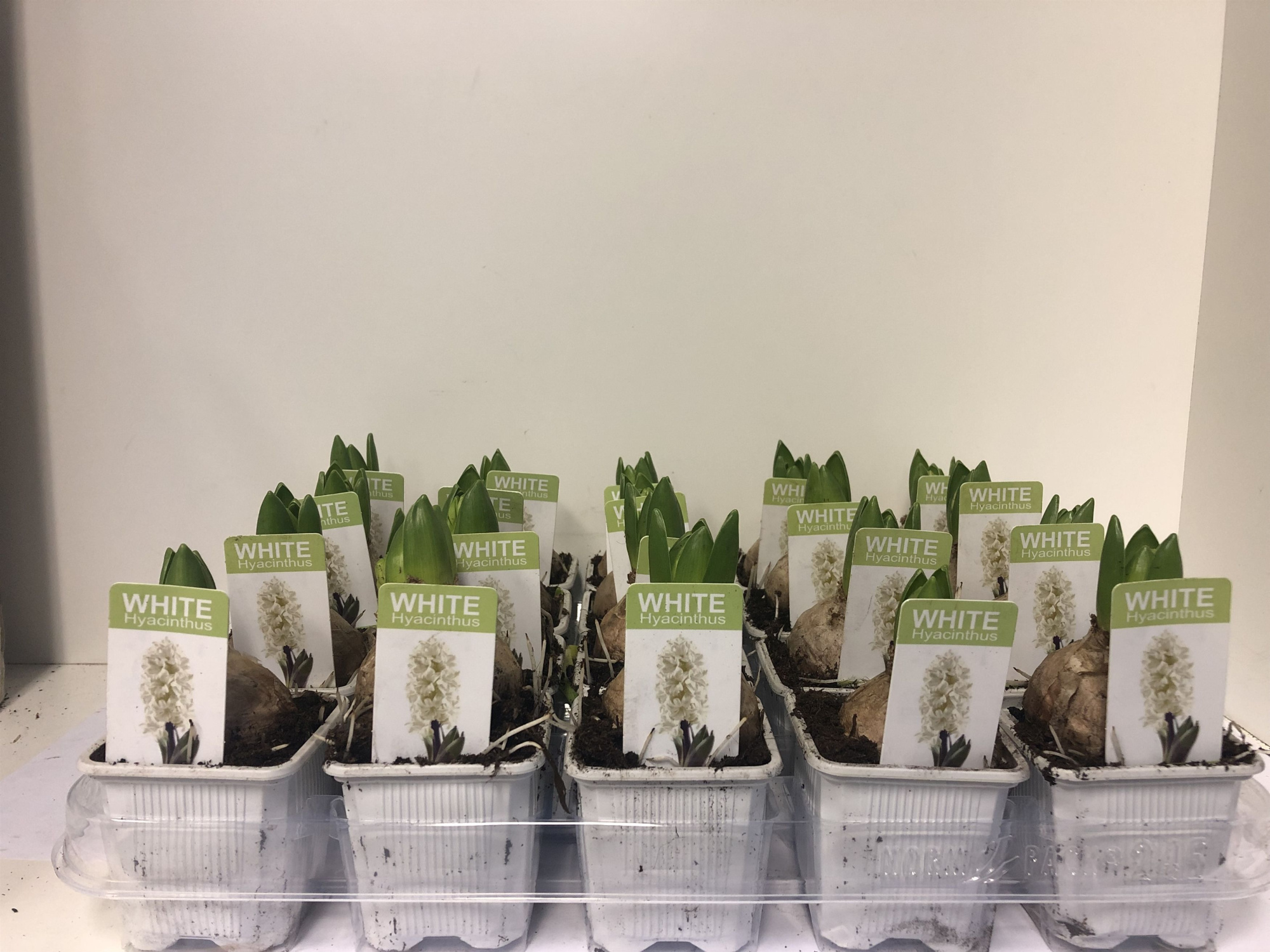 7 cm Hyacint White Pearl met etiket, D 7
