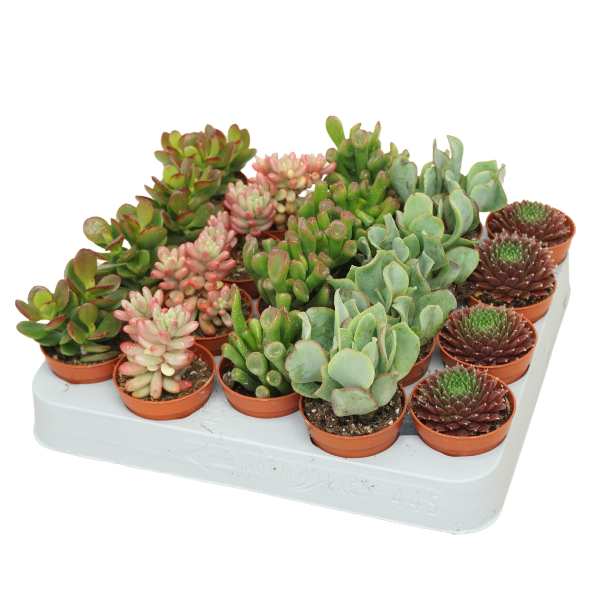 Succulenten mix 5,5 cm op rij, D 5,5