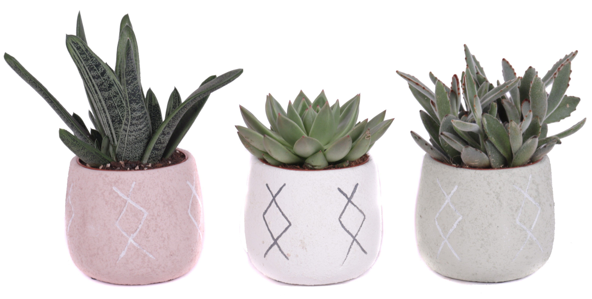 Succulenten mix 5,5 cm in tuvalu pot, D 7