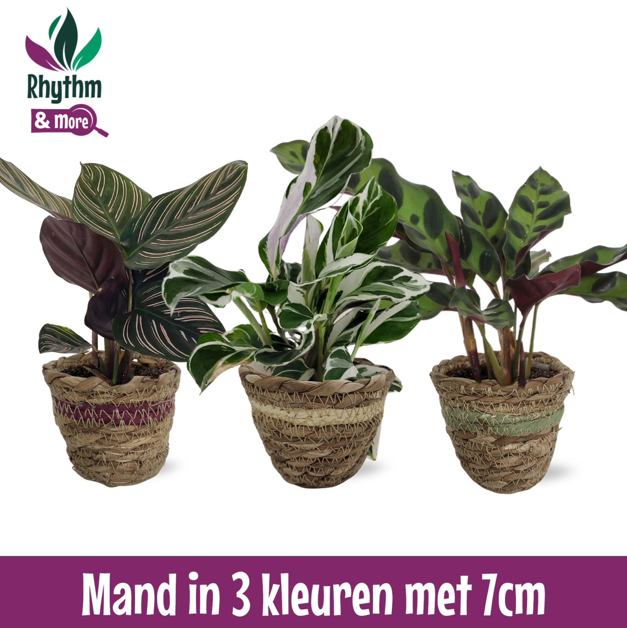 Calathea 7cm gemengd in Mand, D 7 cm