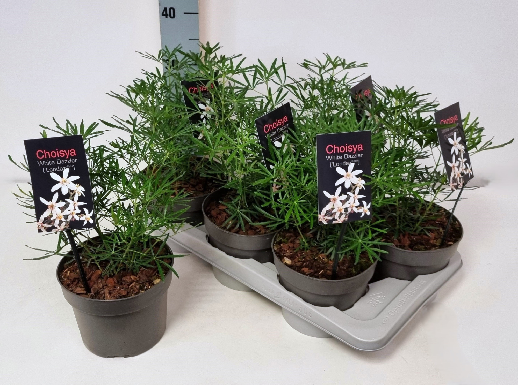 Choisya ternata 'White Dazzler' P17, D 17