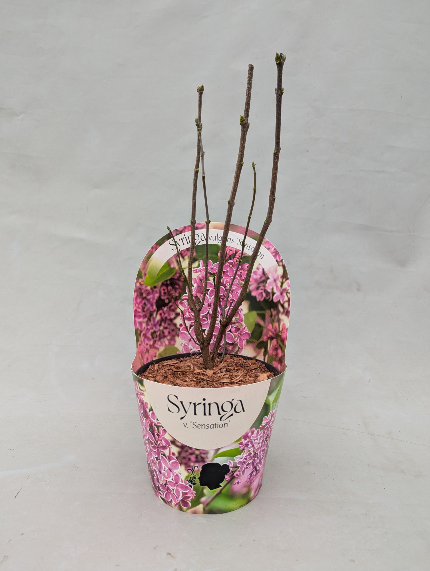 Syringa vulgaris 'Sensation' 17 cm in potcover, D 17