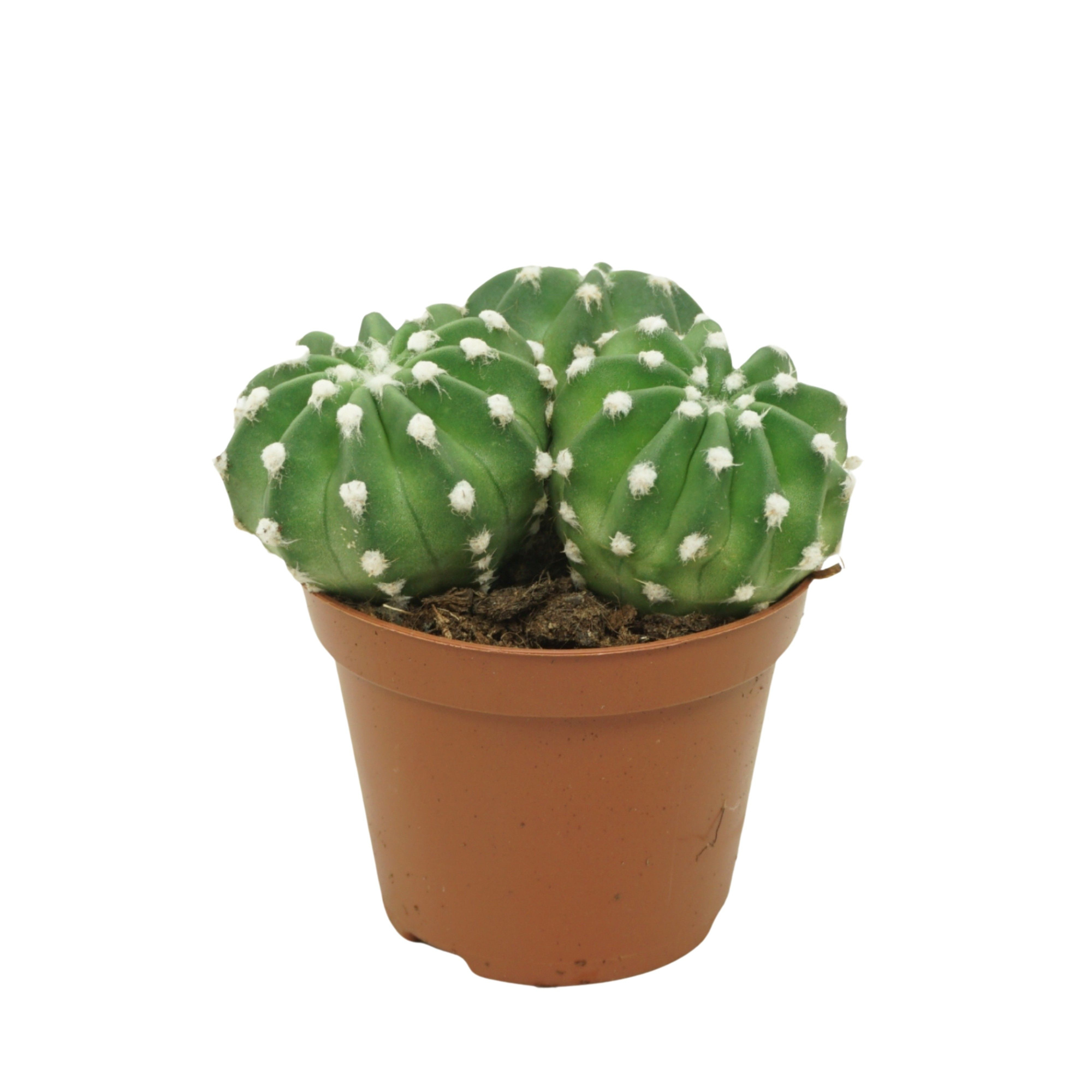 Echinopsis multiplex 8,5 cm, D 8,5