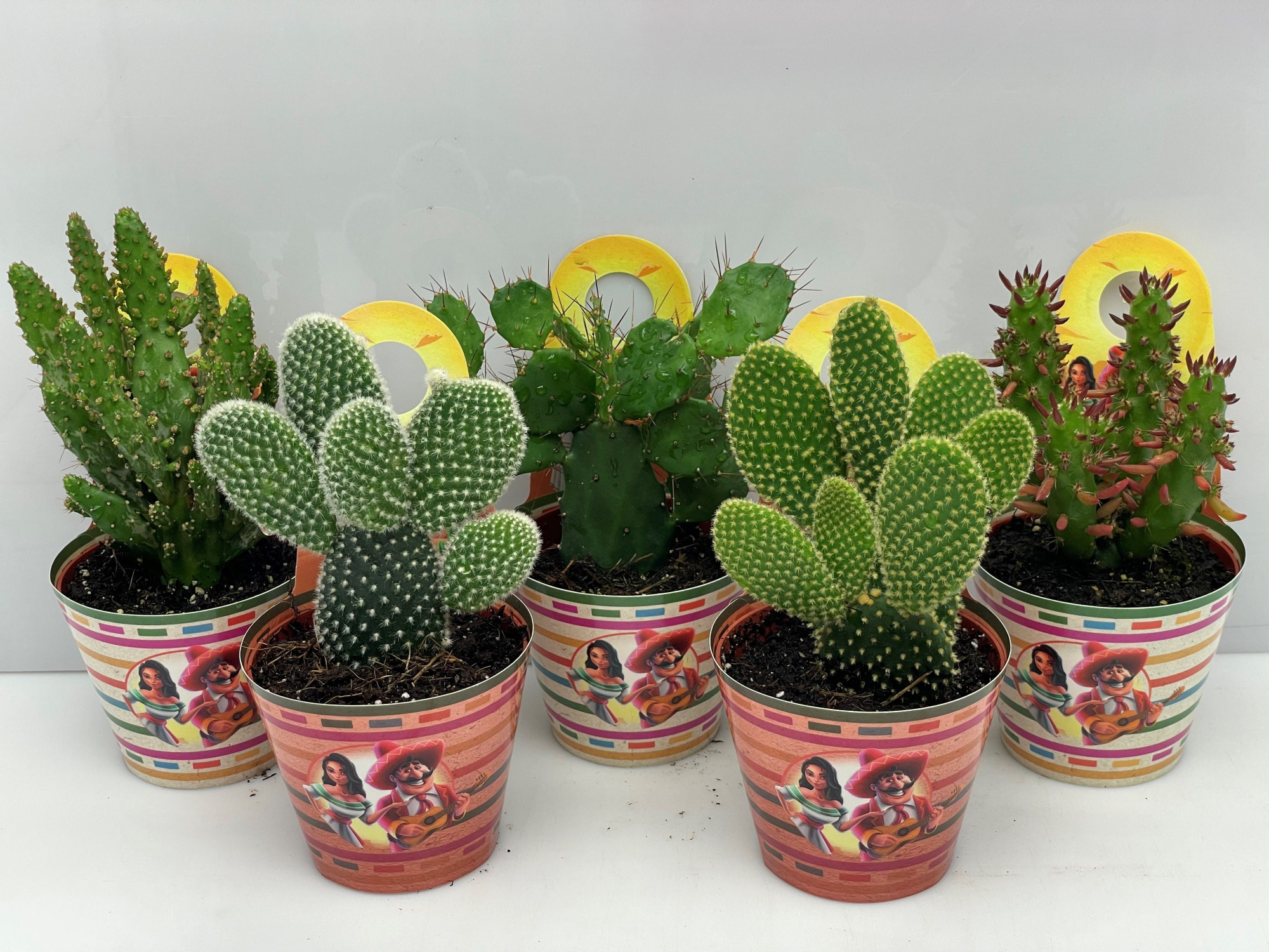 753 mexico carry cover opuntia 8,5 cm, D 8,5