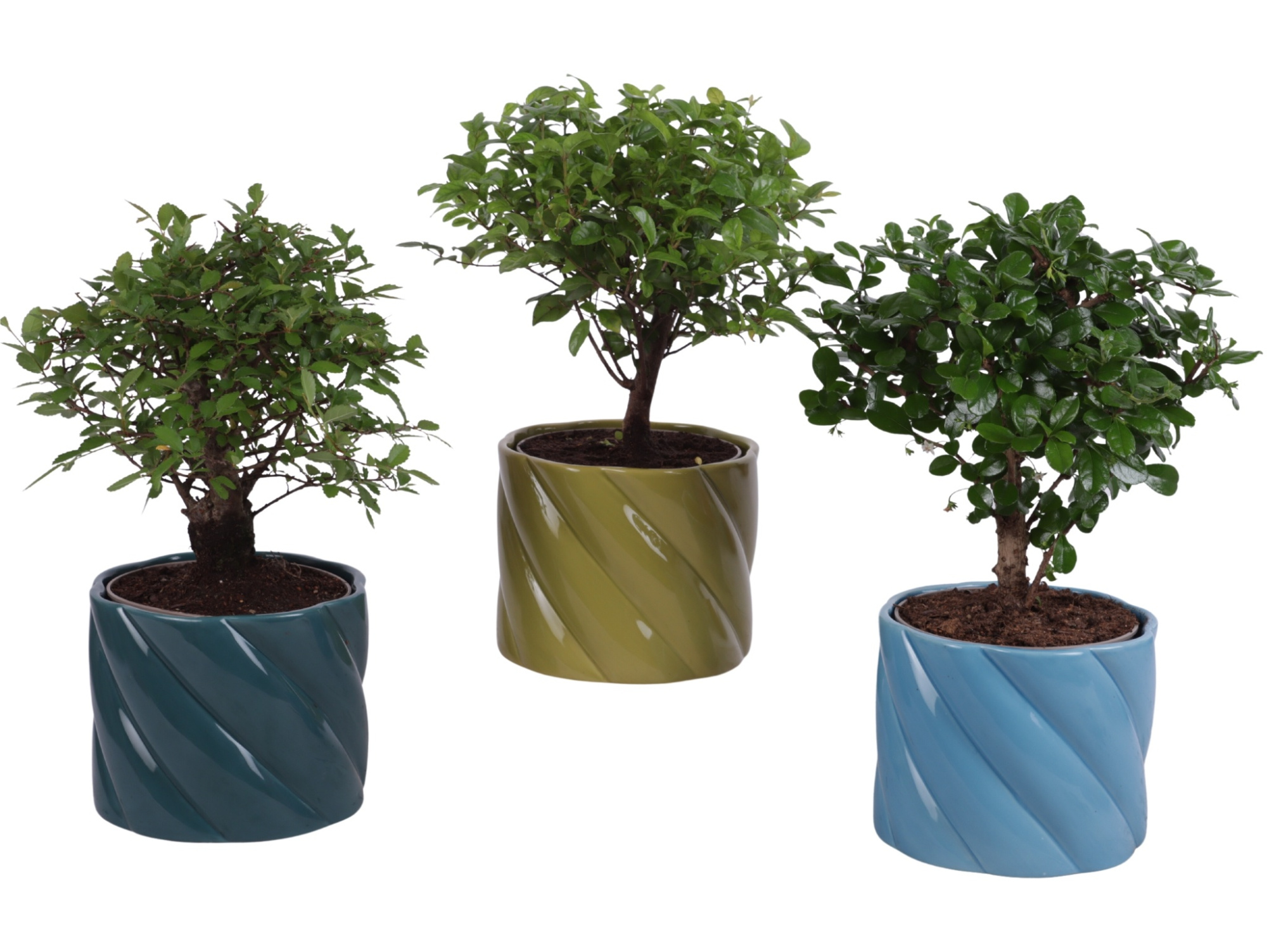 Bonsai Indoor Mix Ø12cm Ball Shape in Ø14cm Ceramic FB674, D 14