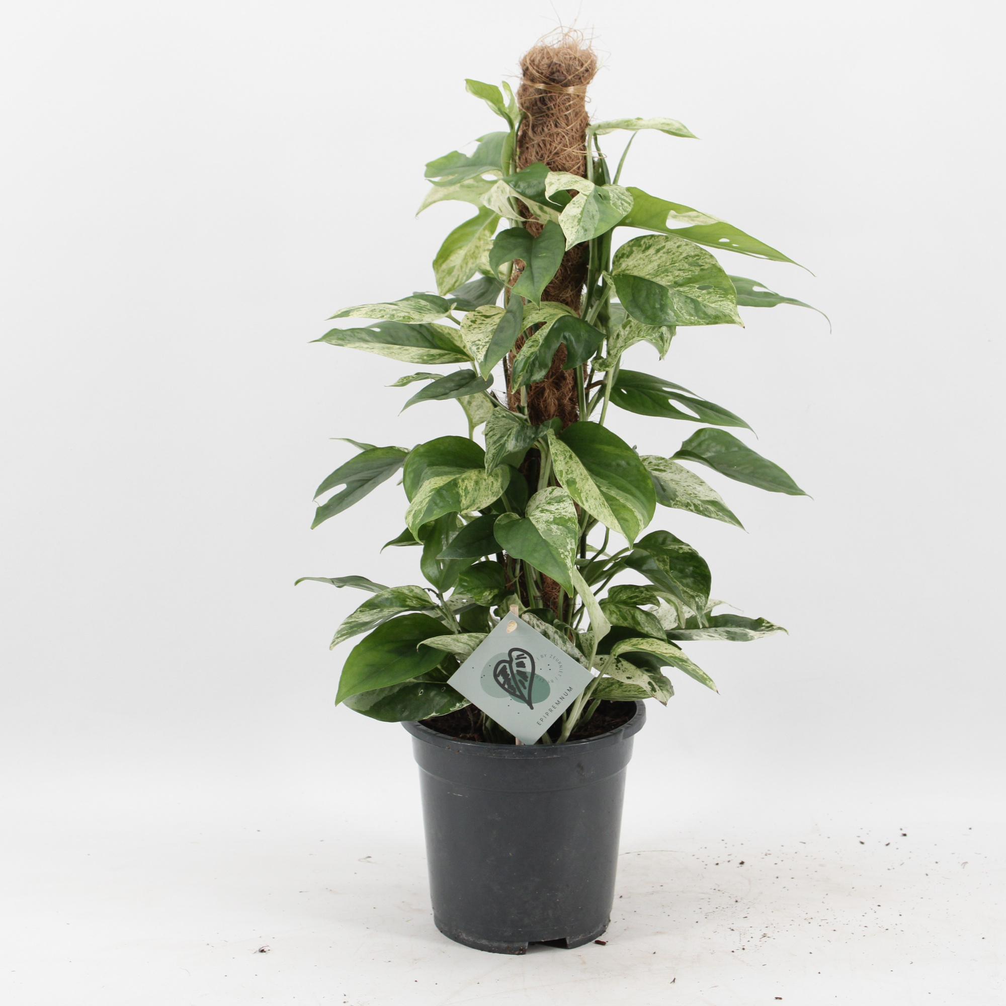 Epipremnum Pinnatum Marble Variegata mosstok, D 17 cm