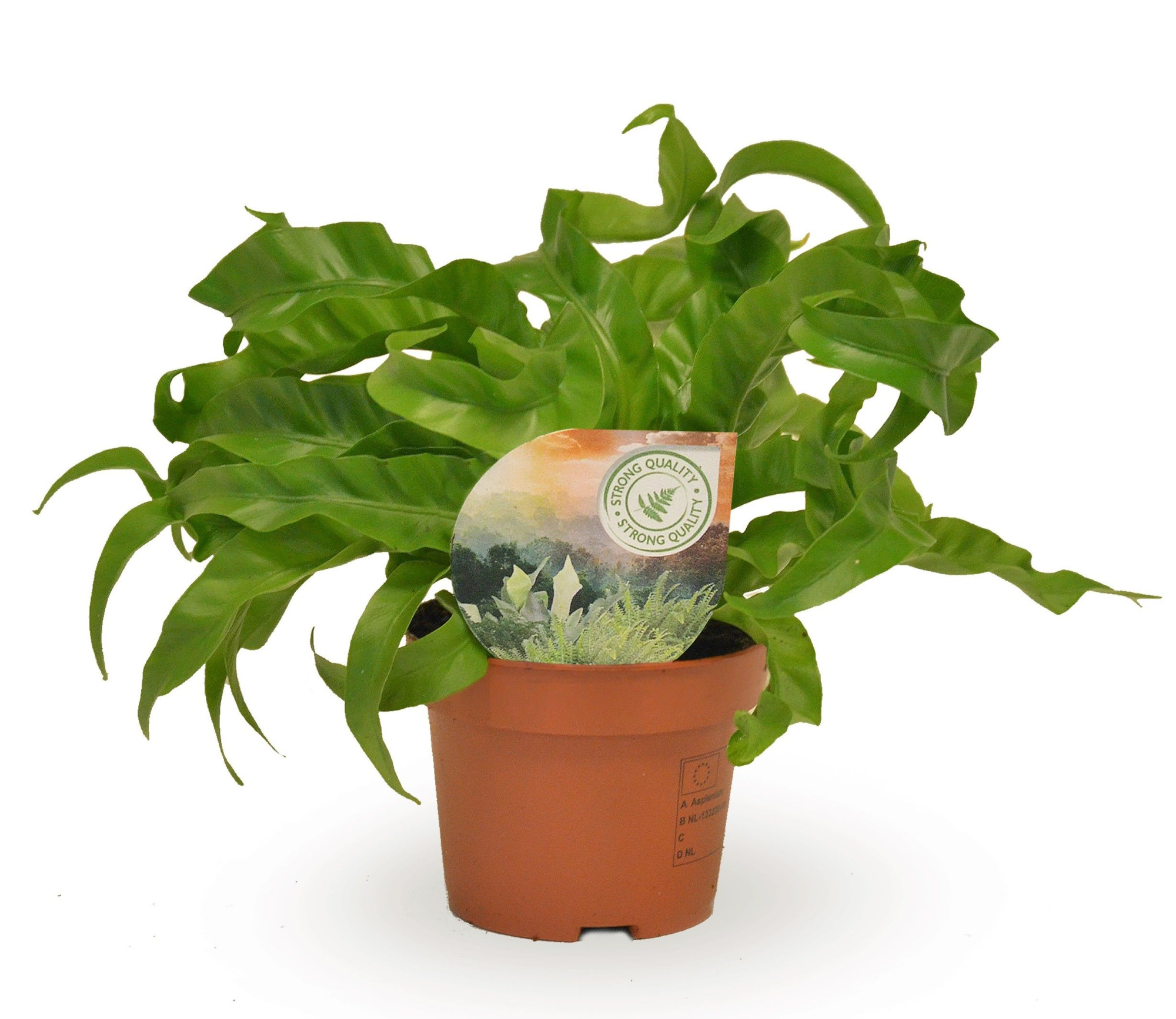 Asplenium Hurricane, D 12