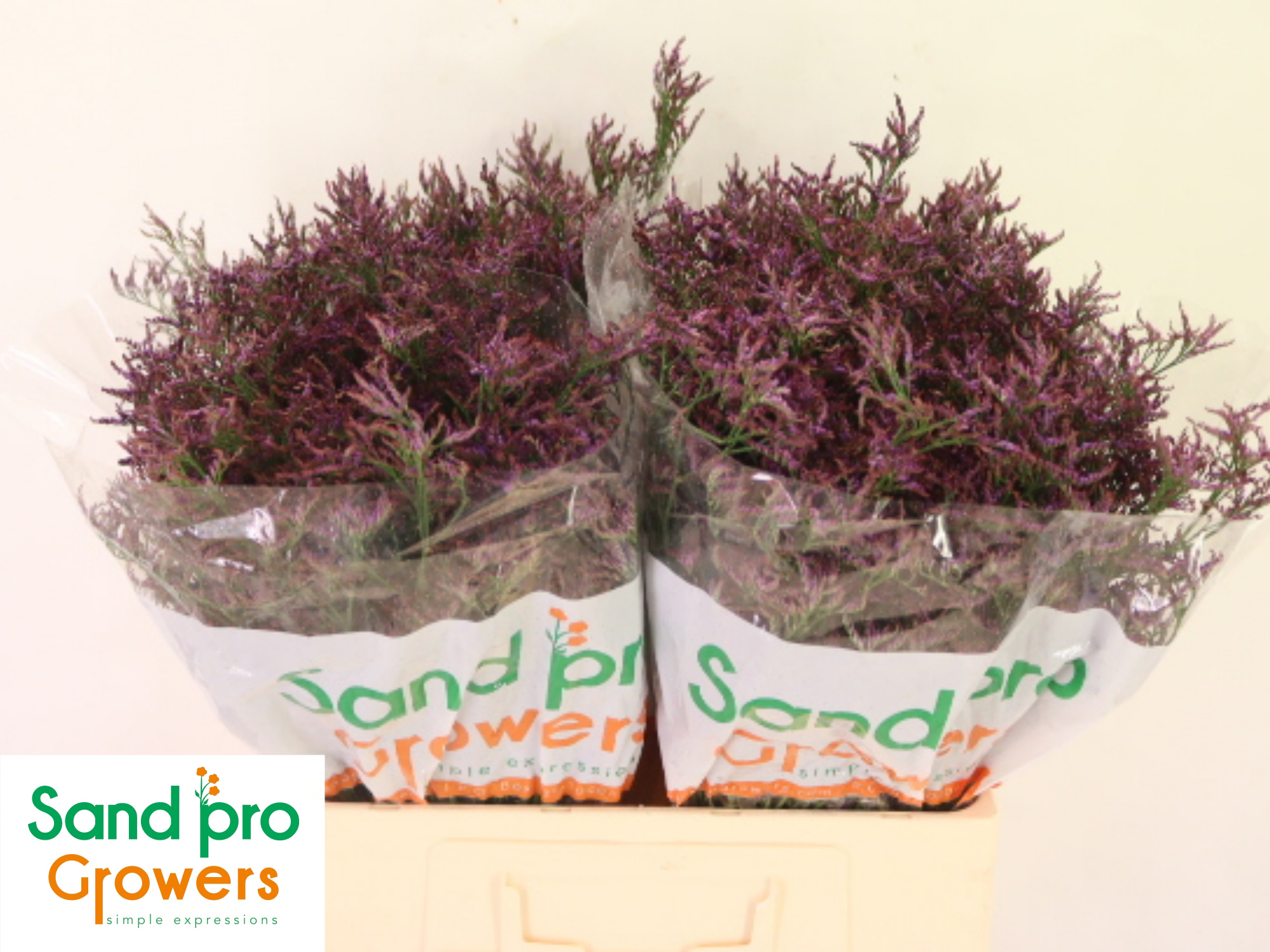 Лимониум Сафора Дарк Блю 60, шт.